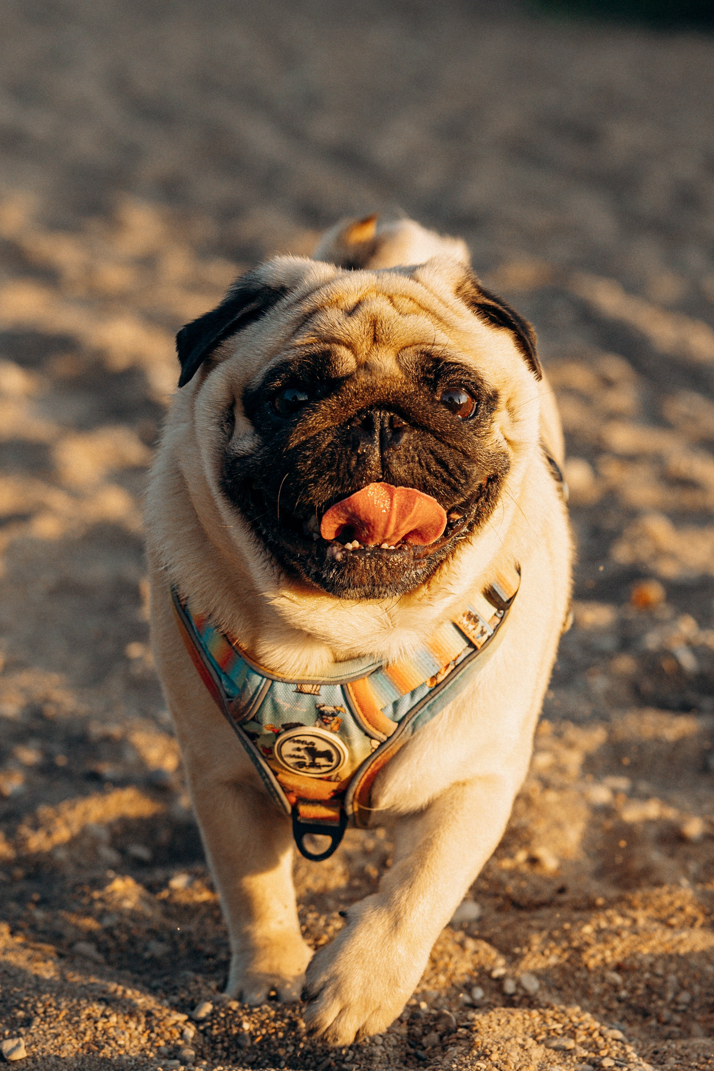 Frank, Tony, Katerina & Lev. Kat Laisaar — Pet photographer in Tallinn