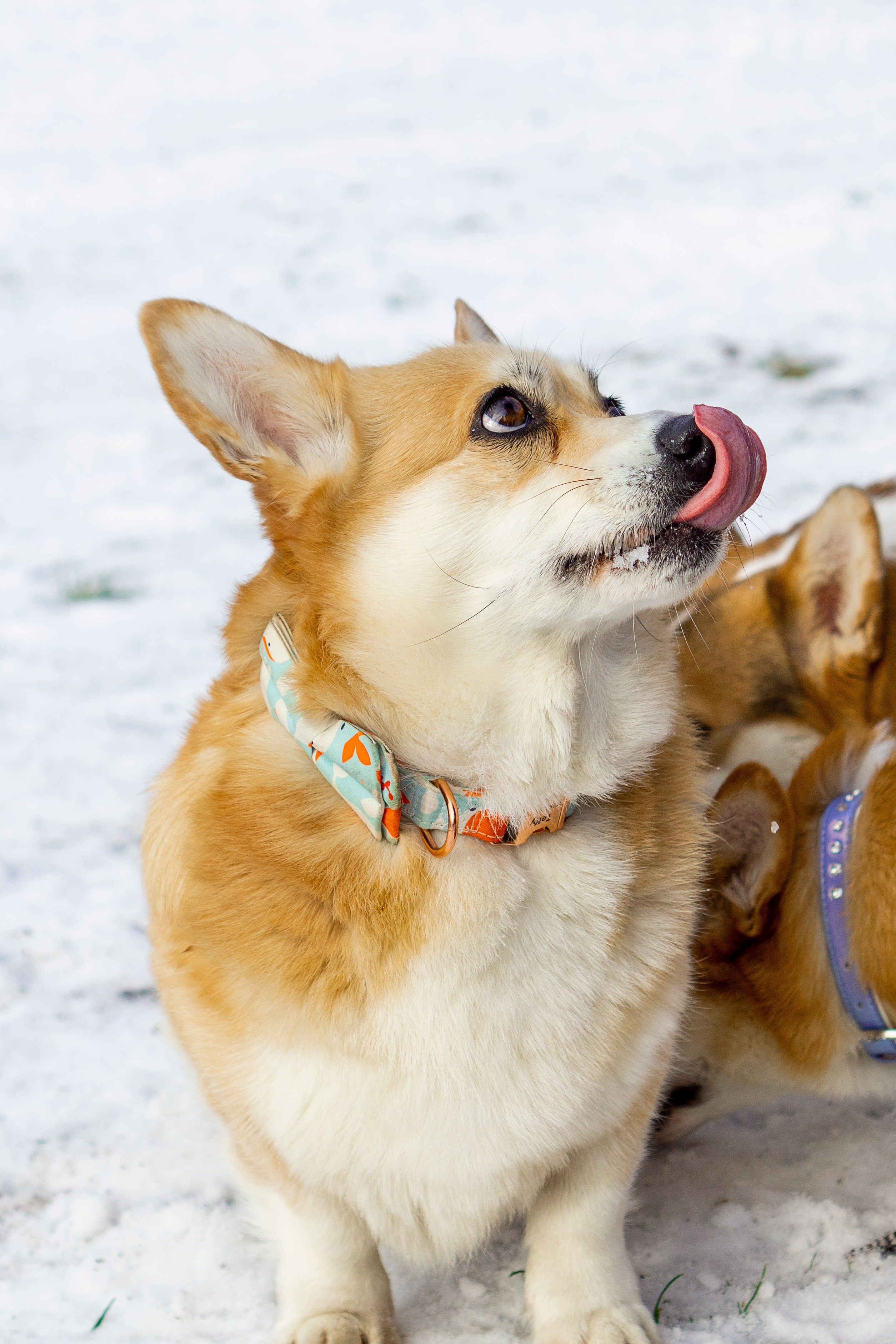 Corgi party, 23 feb. 2025. Kat Laisaar — Pet photographer in Tallinn