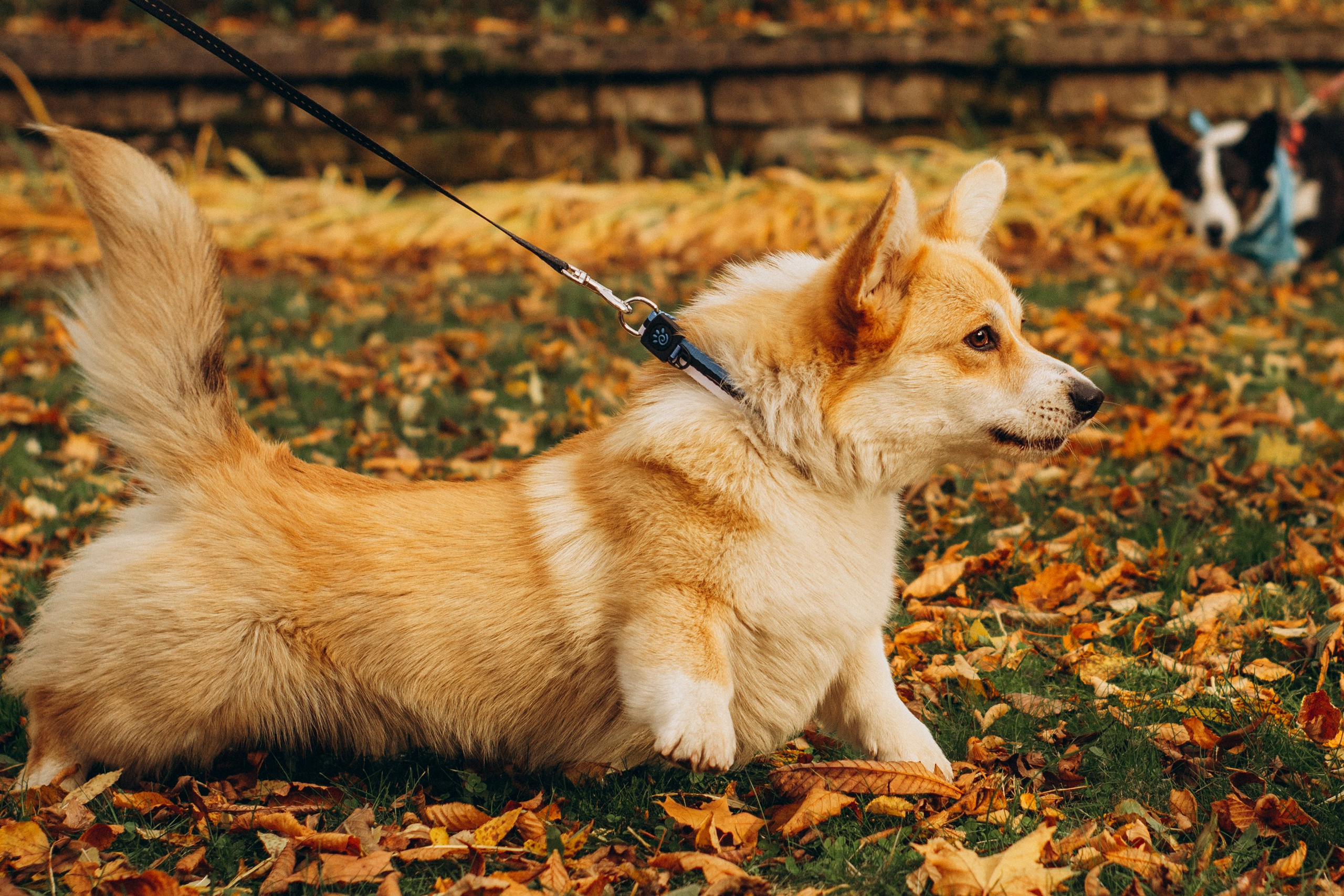 Corgi party, october. Kat Laisaar — Pet photographer in Tallinn
