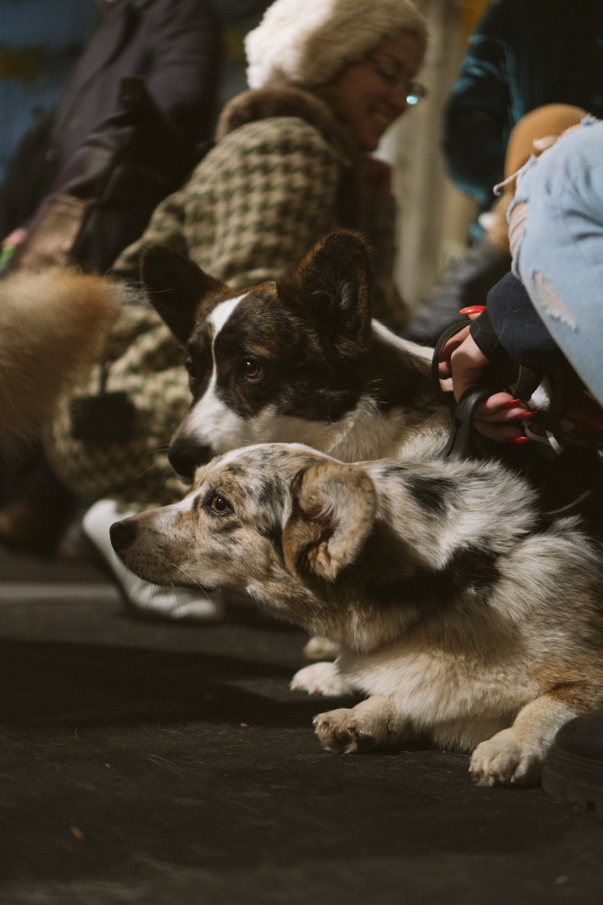 Corgi Fest, Christmas edition. Kat Laisaar — Pet photographer in Tallinn