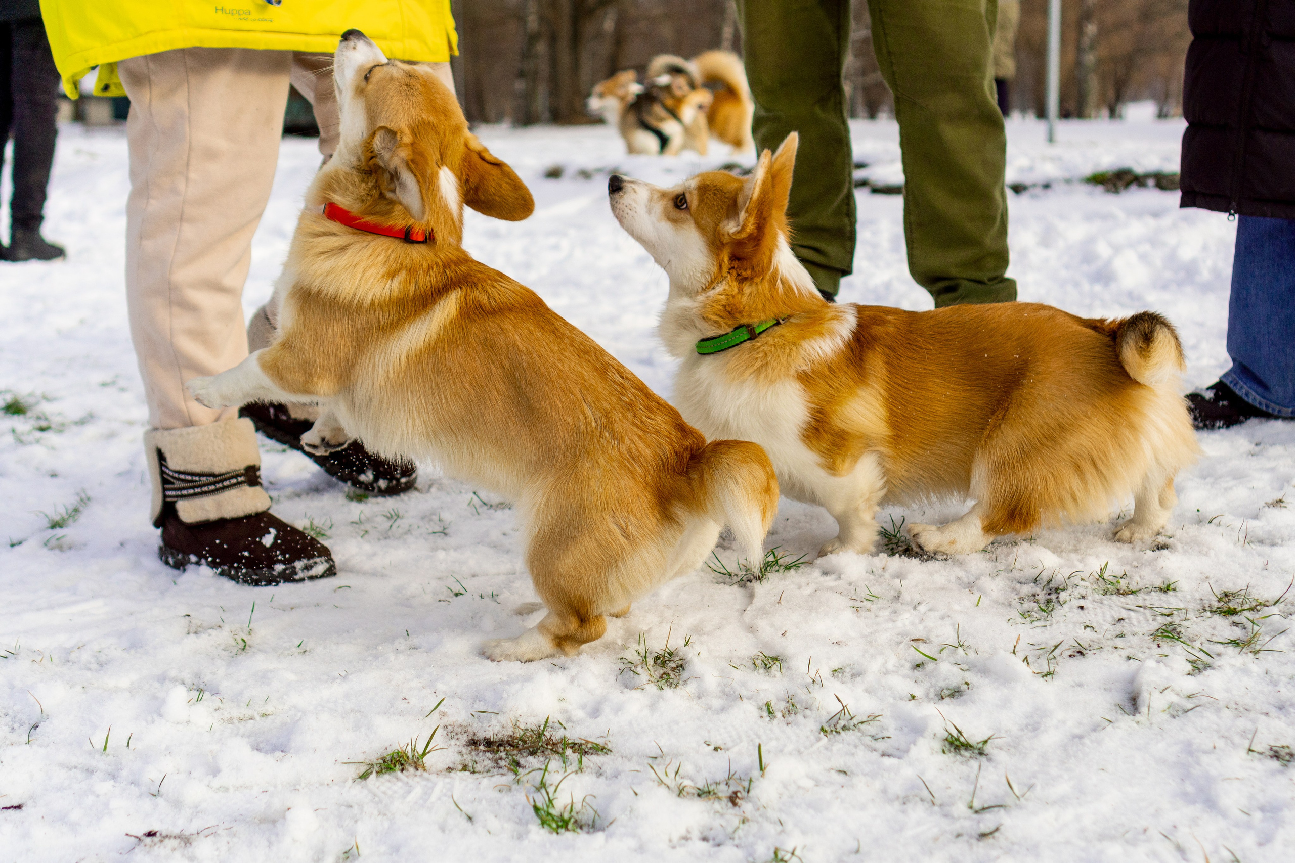 Corgi party, 23 feb. 2025. Kat Laisaar — Pet photographer in Tallinn