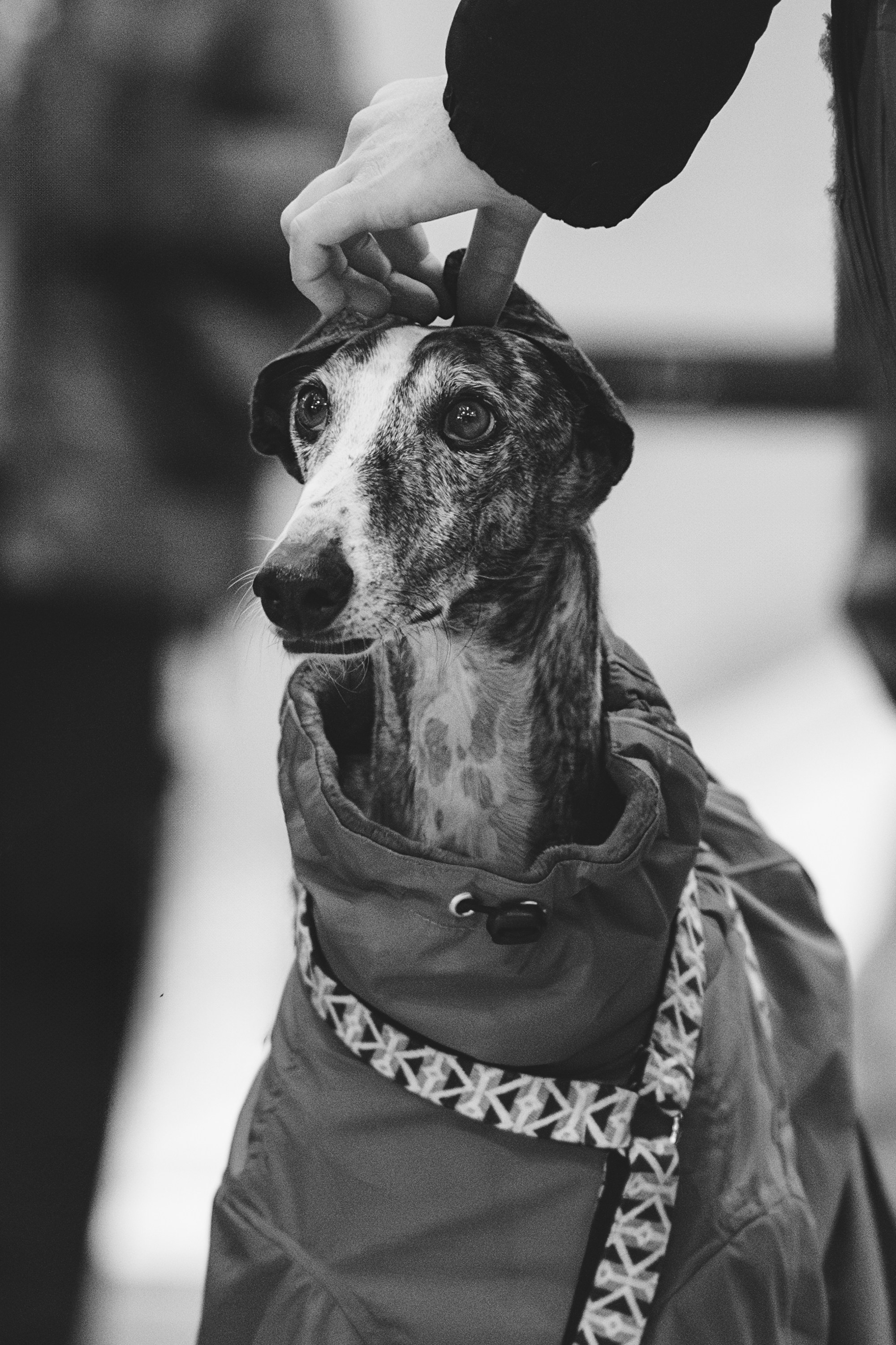 GalgoTreff / Solaris keskus 16 november. Kat Laisaar — Pet photographer in Tallinn