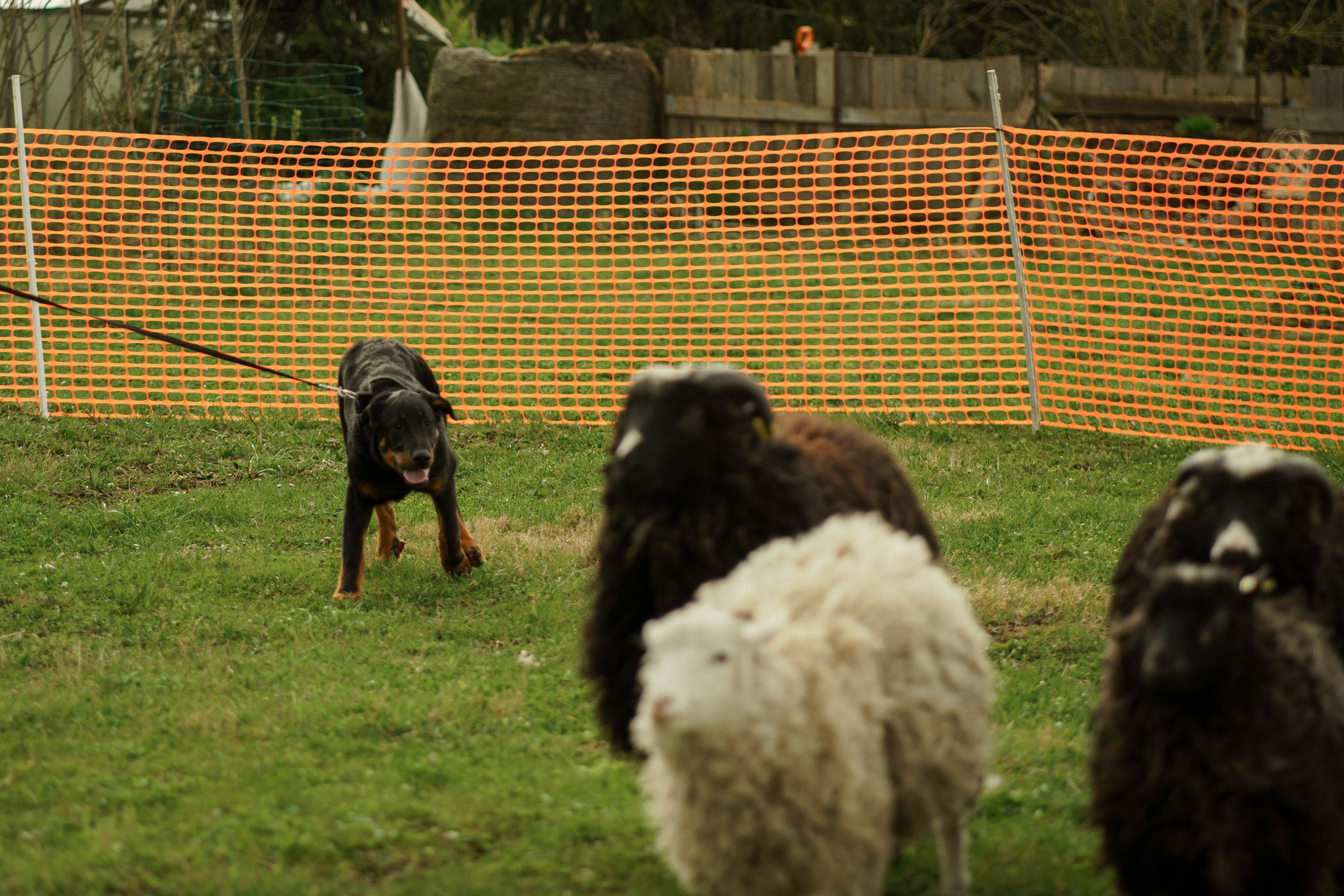 Herding Days, 26 apr. 2025. Kat Laisaar — Pet photographer in Tallinn