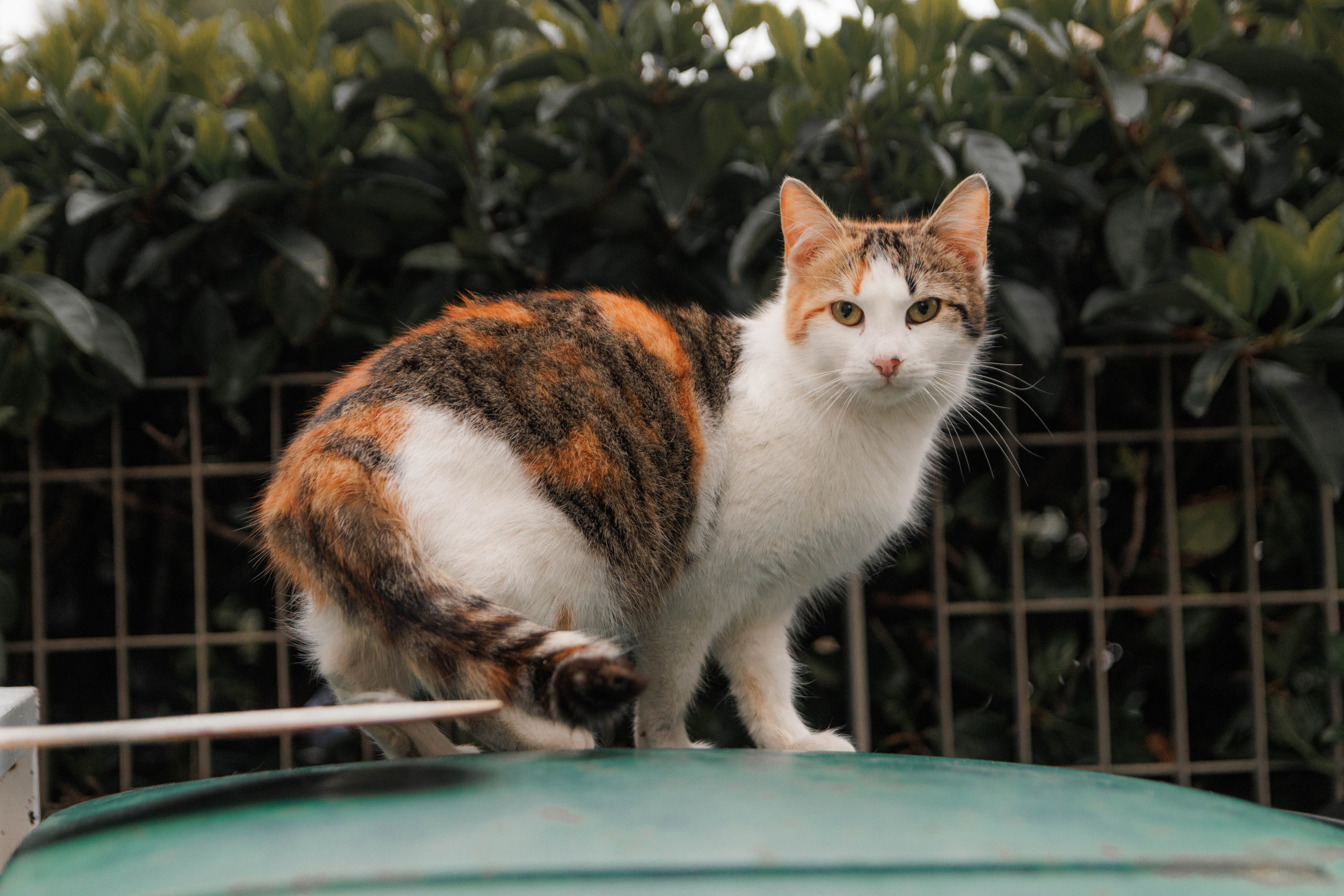 Animals. Portrait and Street photographer in Vilnius Edgar Shaipunas
