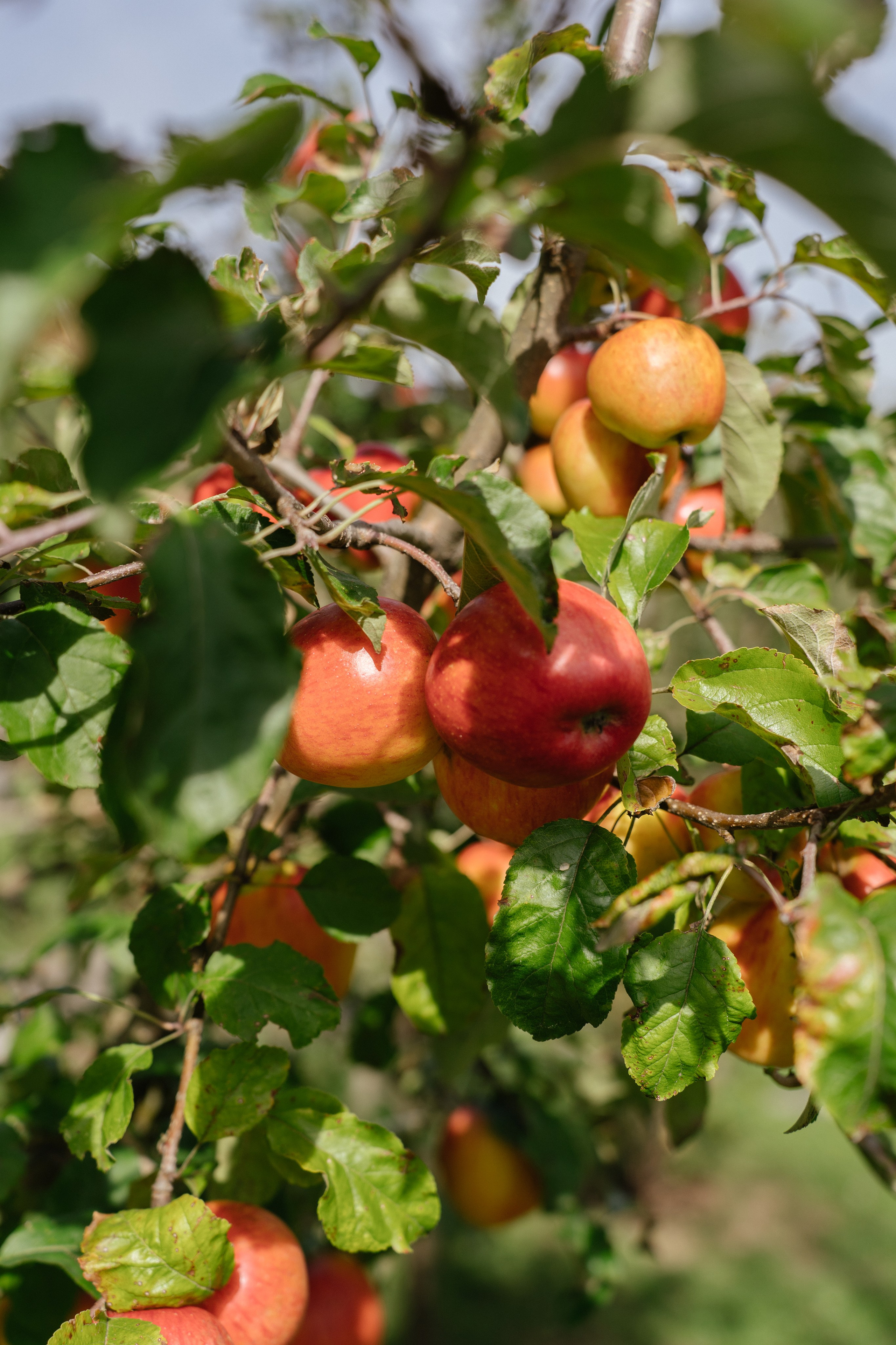 Airbnb. Patricia Morenci — Mountain Adventures for the Wild at Heart