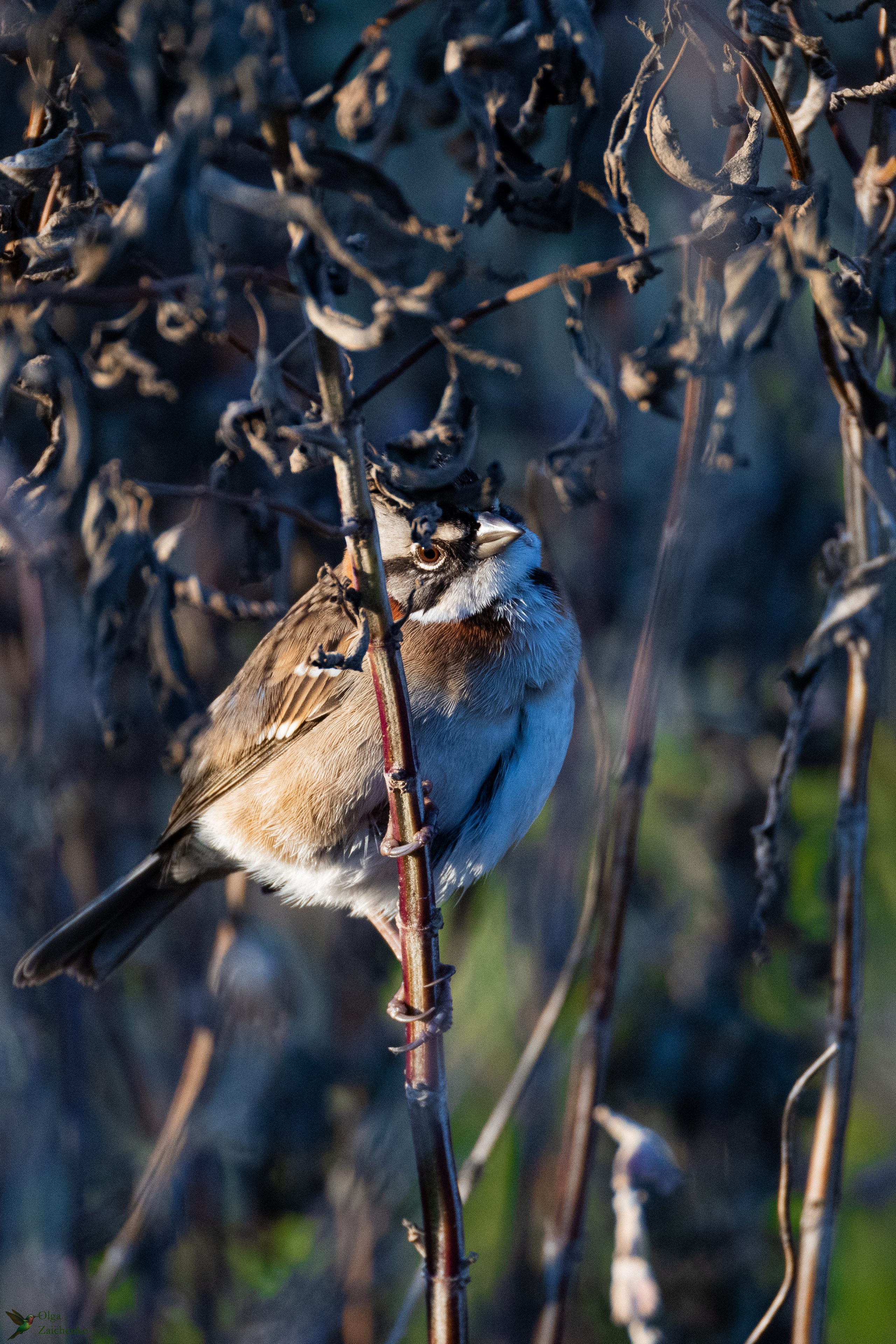 WildLife. Фотограф в Буэнос-Айресе