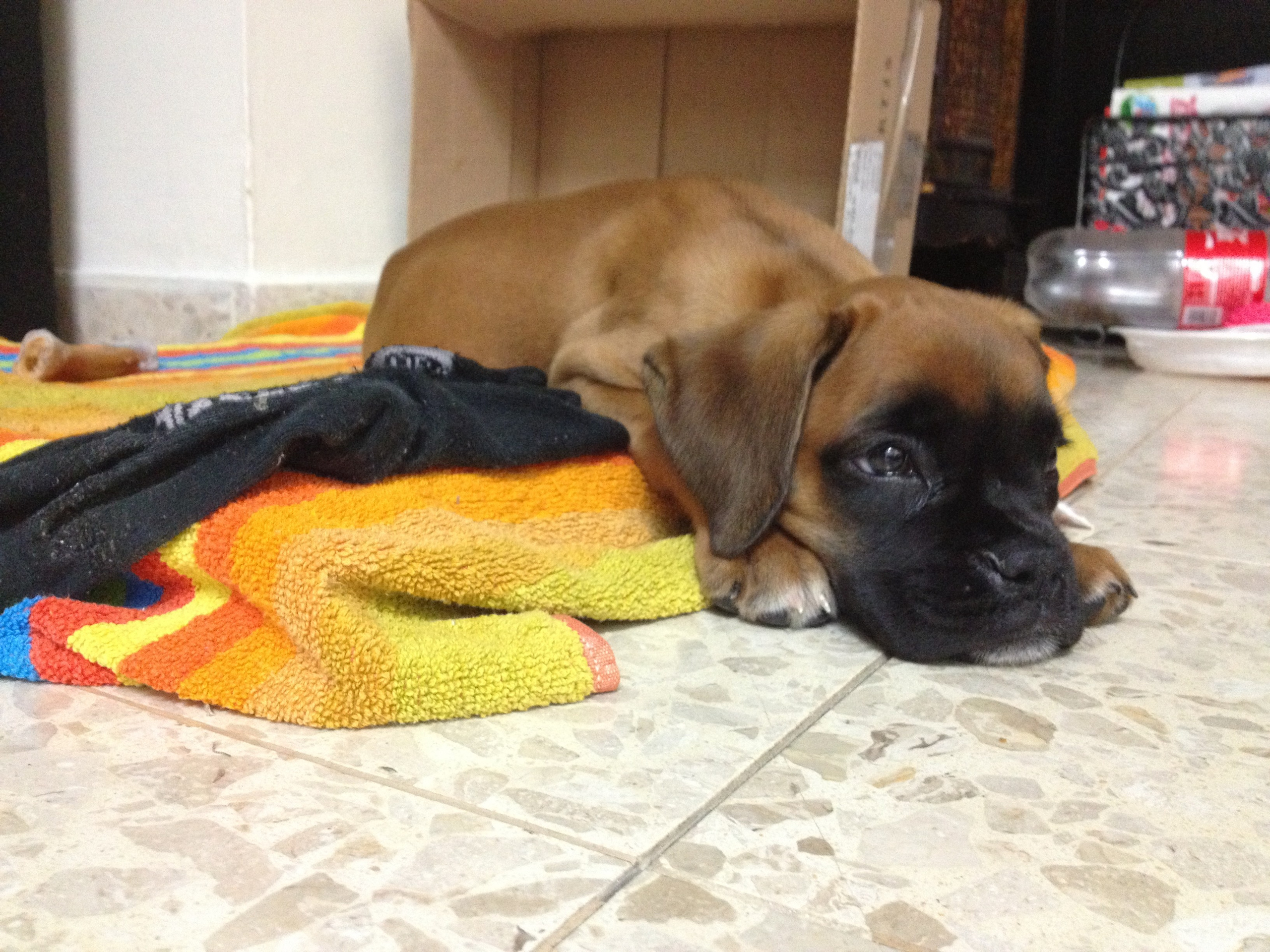 My ״Star״ Boxer Dog