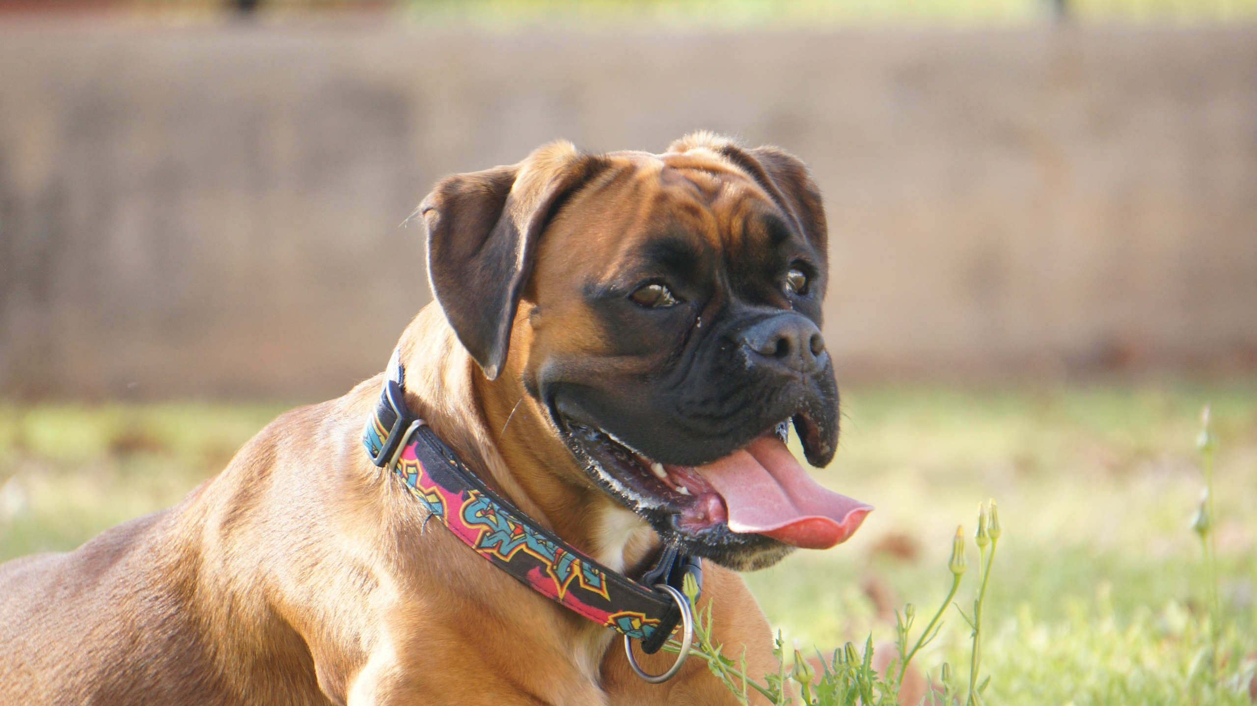 My ״Star״ Boxer Dog