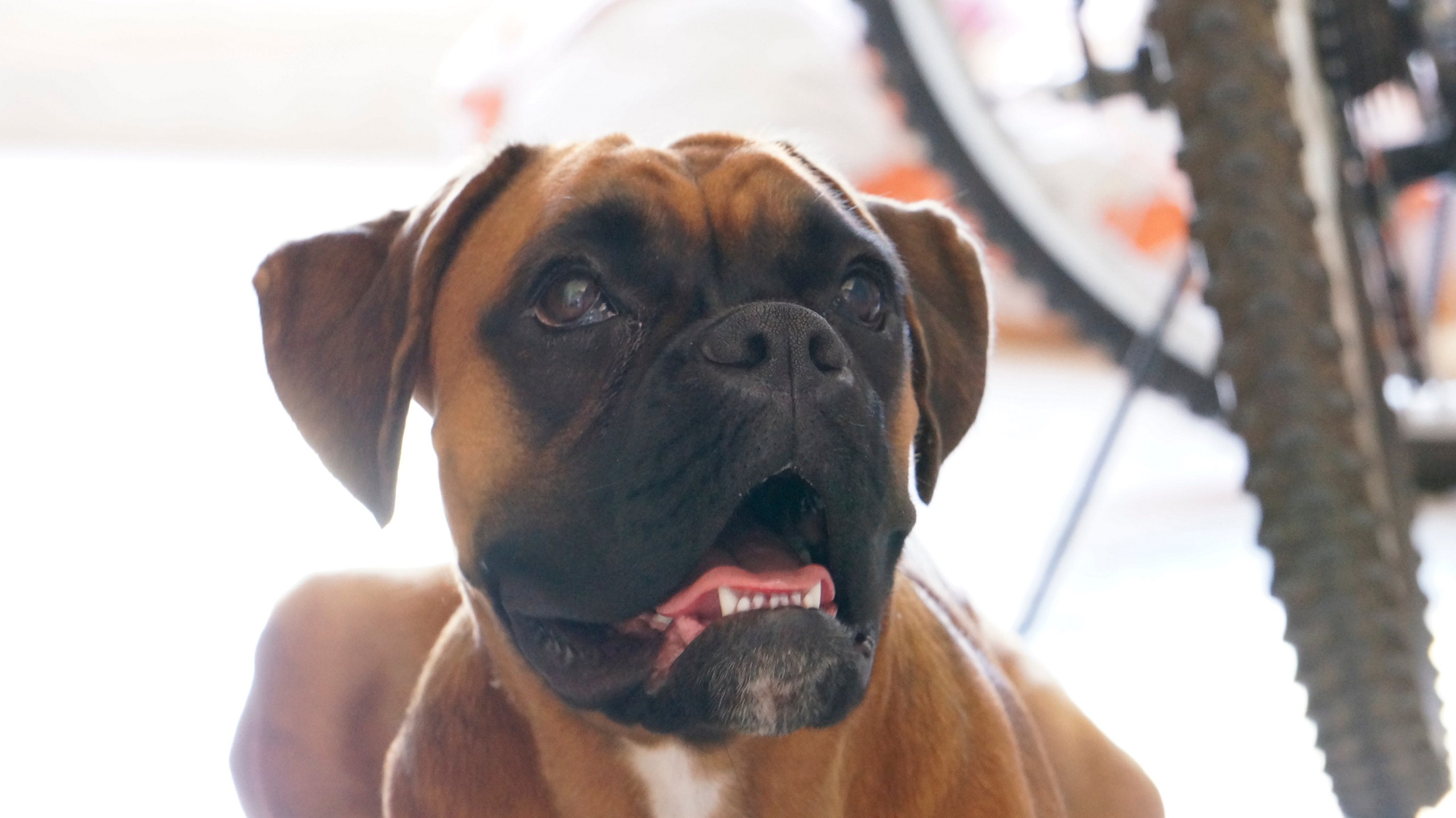 My ״Star״ Boxer Dog