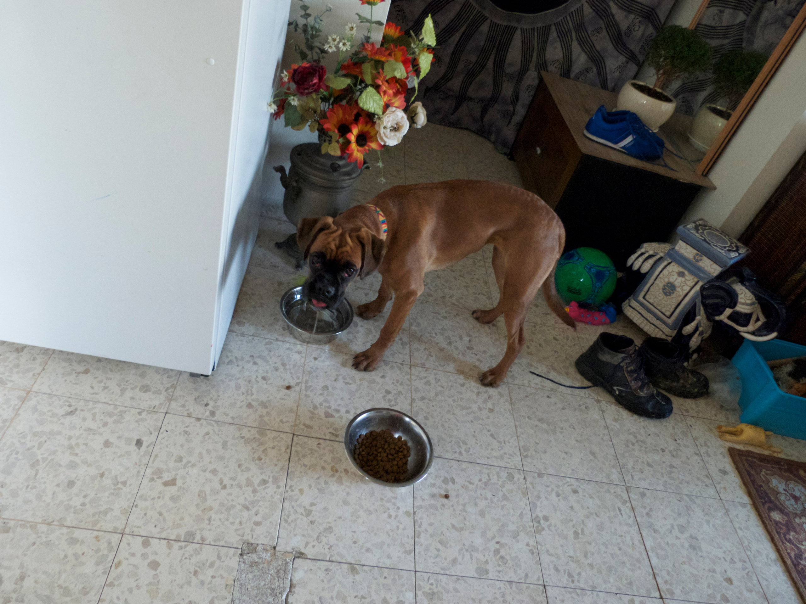 My ״Star״ Boxer Dog