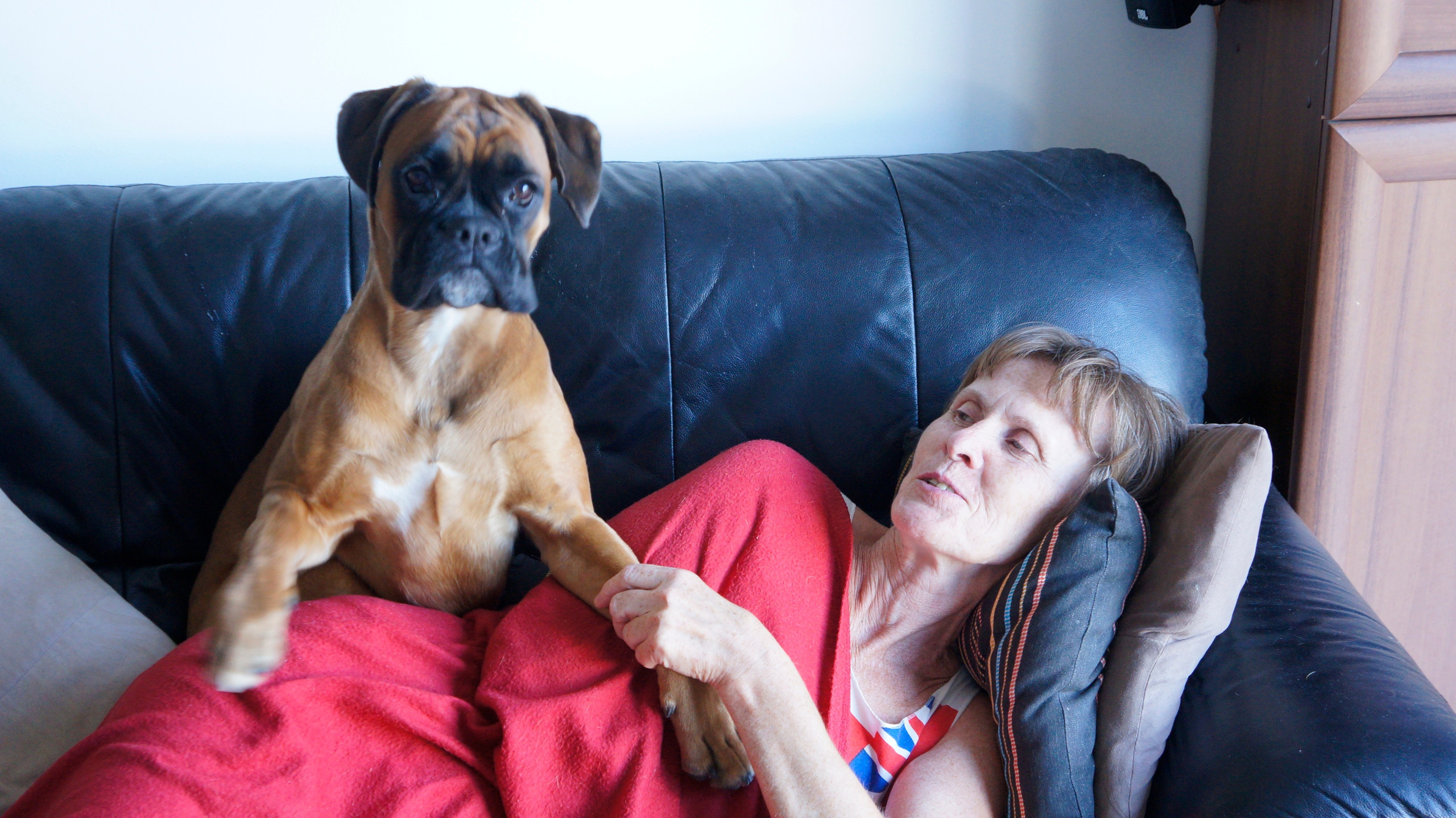 My ״Star״ Boxer Dog