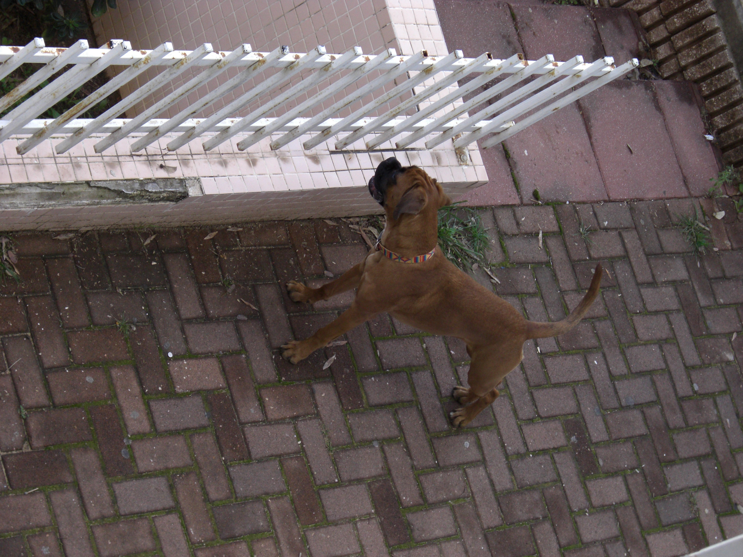 My ״Star״ Boxer Dog