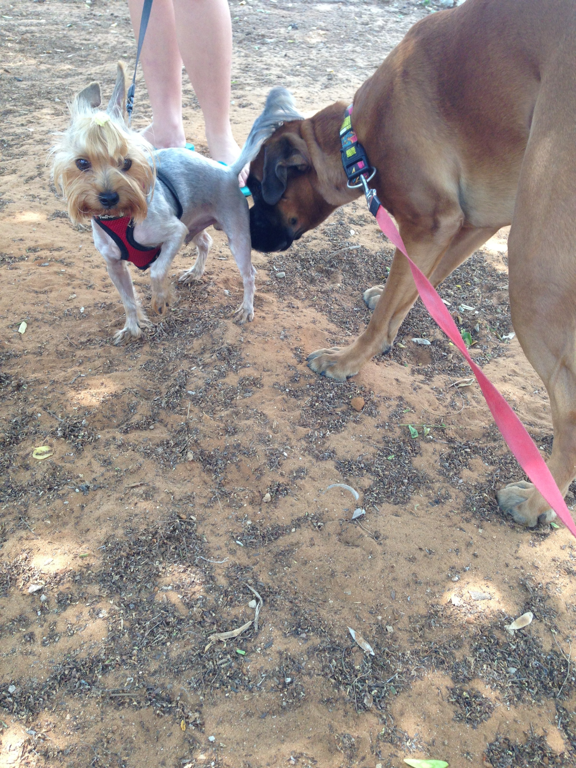 My ״Star״ Boxer Dog