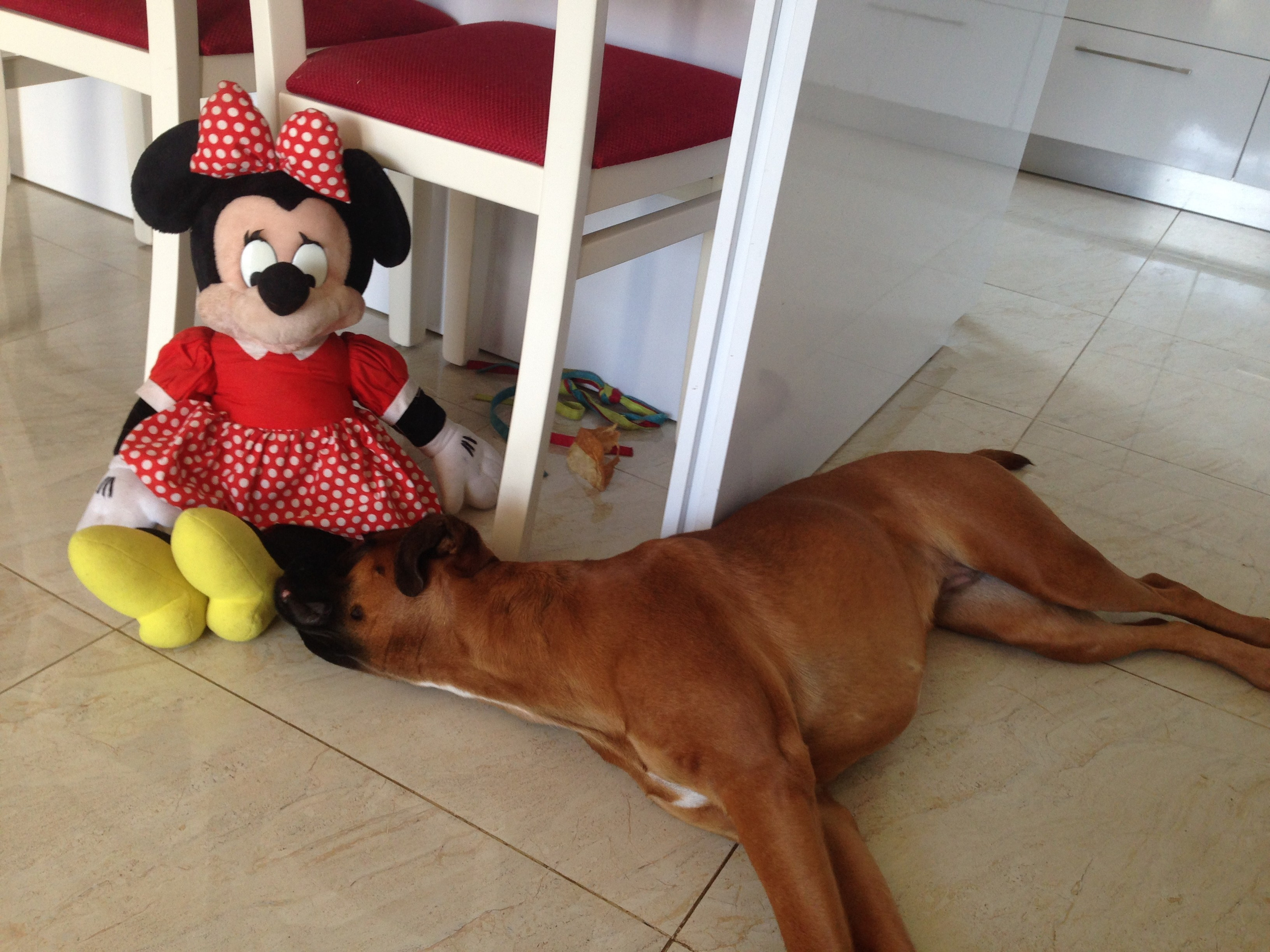 My ״Star״ Boxer Dog