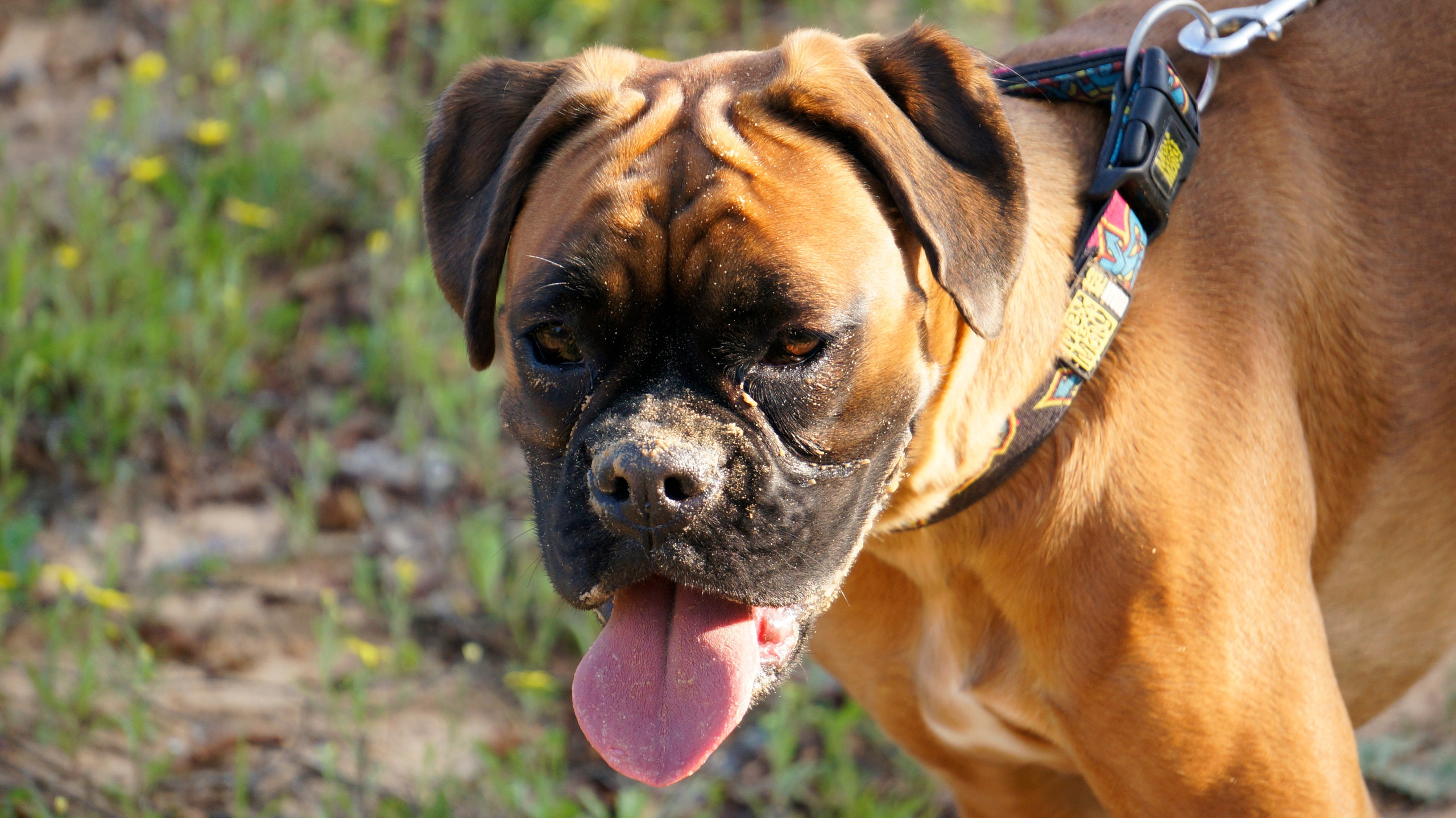 My ״Star״ Boxer Dog