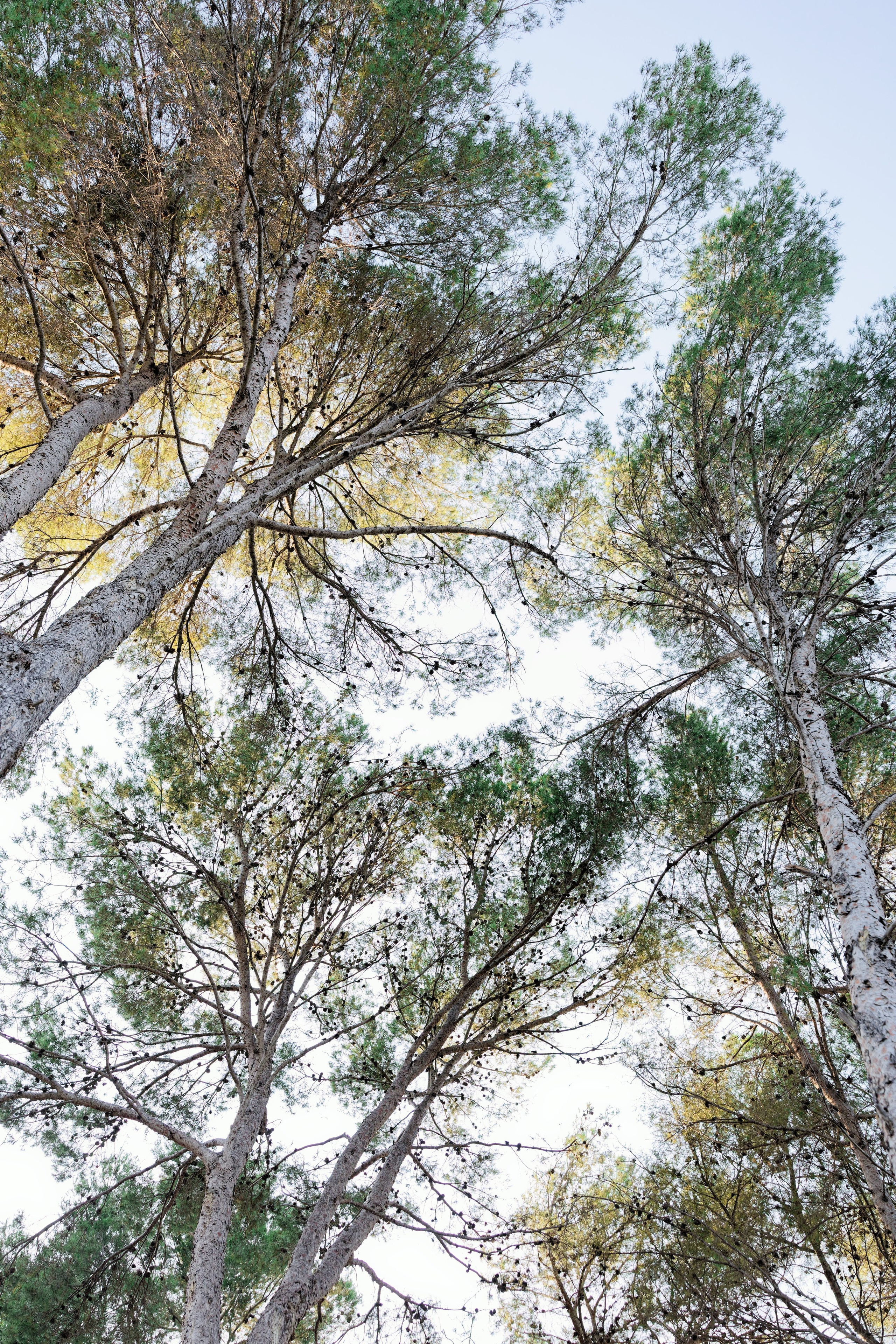 Haldi Ceremony & Mehndi Night & pre-wedding dinner, Barcelona