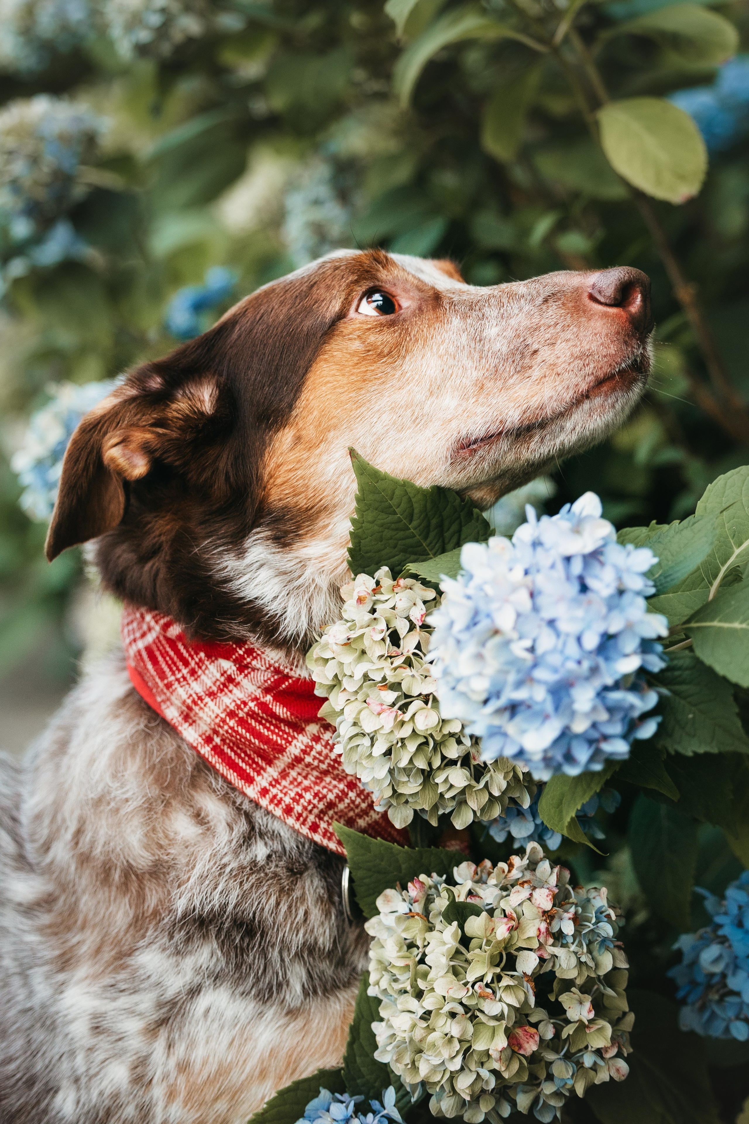Rubee & Luisa. Pet Photographer Viktoriya Aleshenko