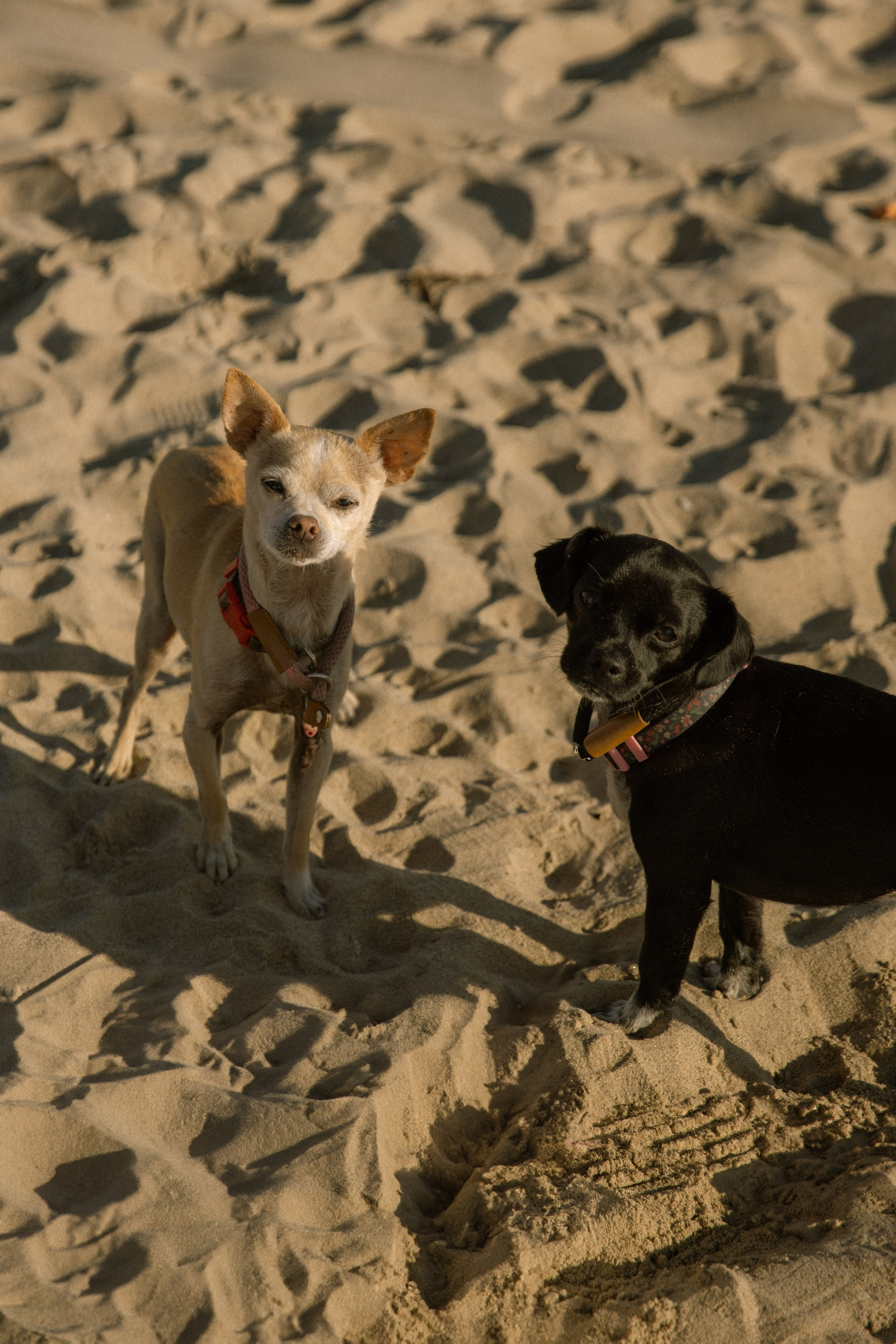 Gillian, Baby & Delilah | Venice Beach. Photographer in Los Angeles. Julia Ishmuratova