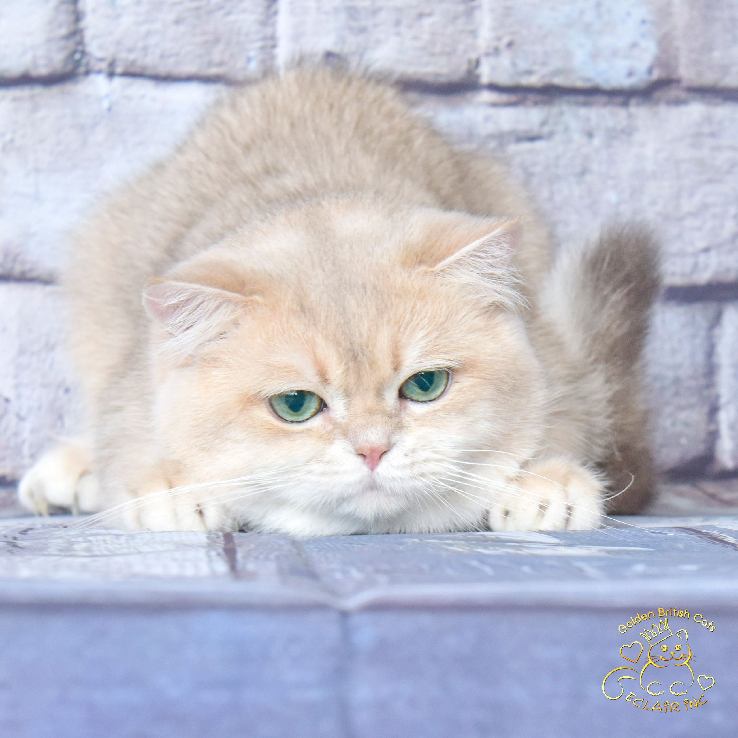 Питомник британских золотых шиншилл в Греции, Питомник британских золотых шиншилл в Новосибирске, британские кошки, питомник британских кошек Краснодар, питомник золотых шиншилл, питомник золотых британцев в Москве, питомник британских шиншилл в Краснодаре, британская кошка купить 