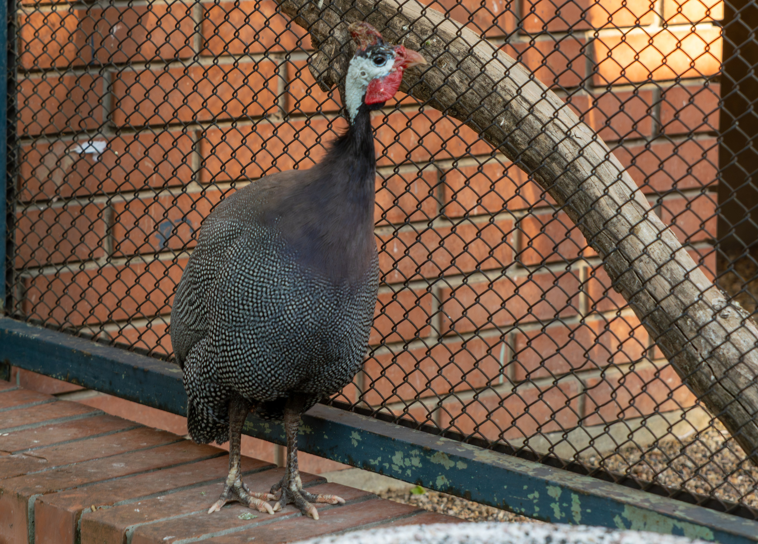 Belgrade ZOO. Victoria Fedoseenko. Photographer from Serbia