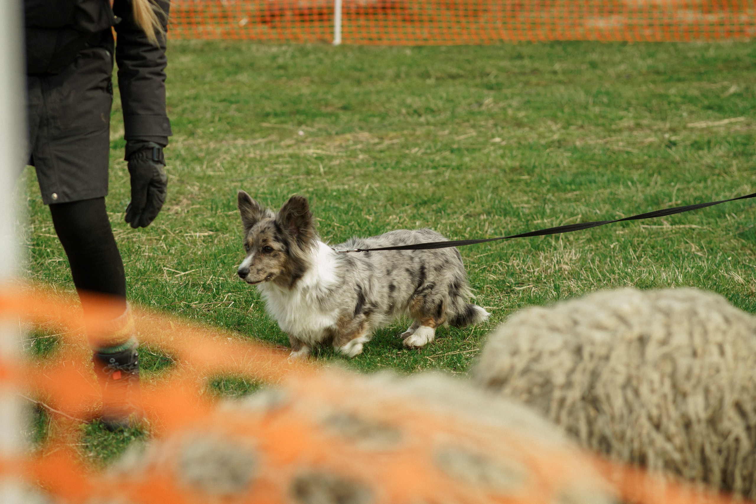 Herding Days, 26 apr. 2025. Kat Laisaar — Pet photographer in Tallinn