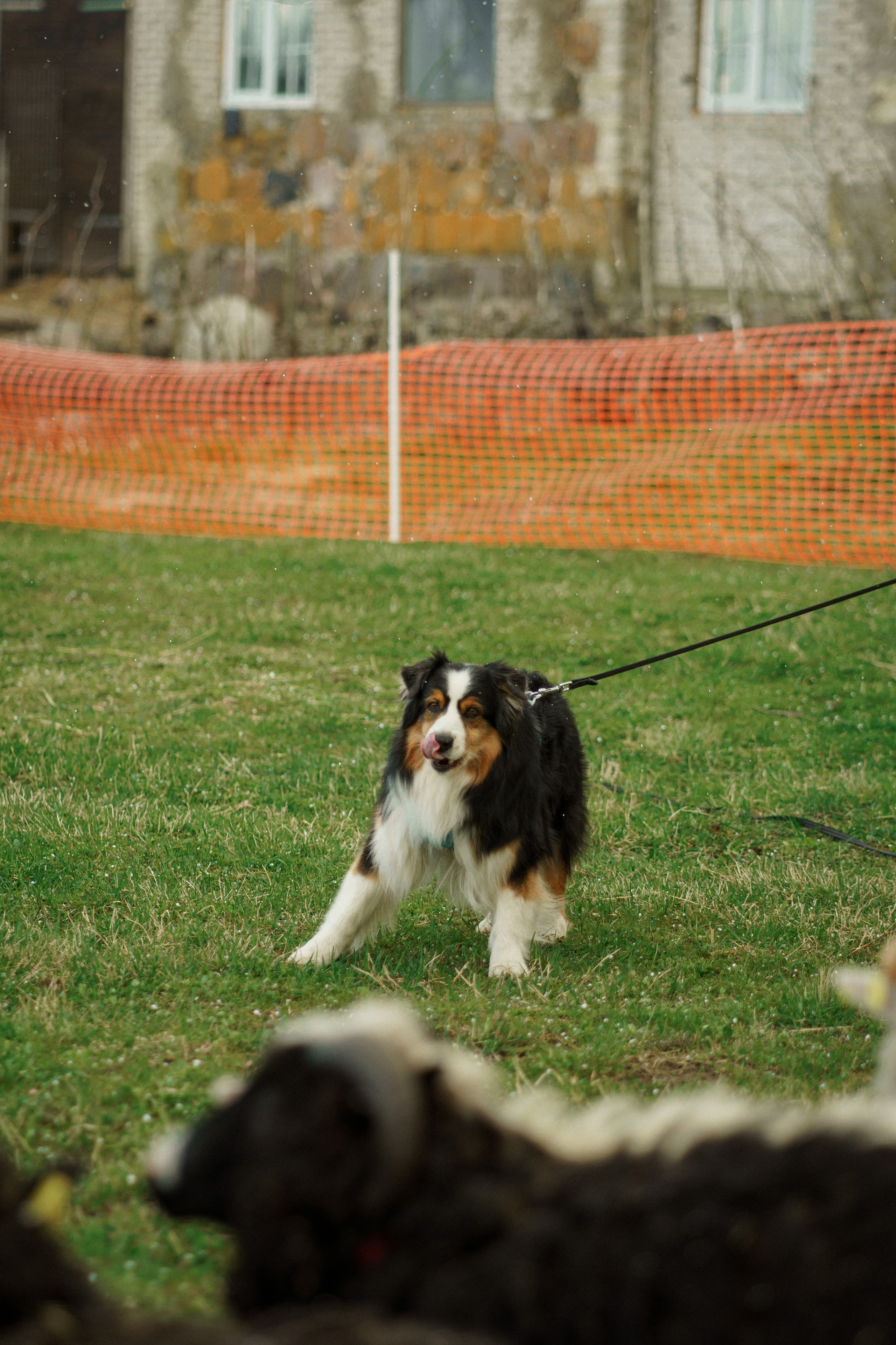 Herding Days, 26 apr. 2025. Kat Laisaar — Pet photographer in Tallinn