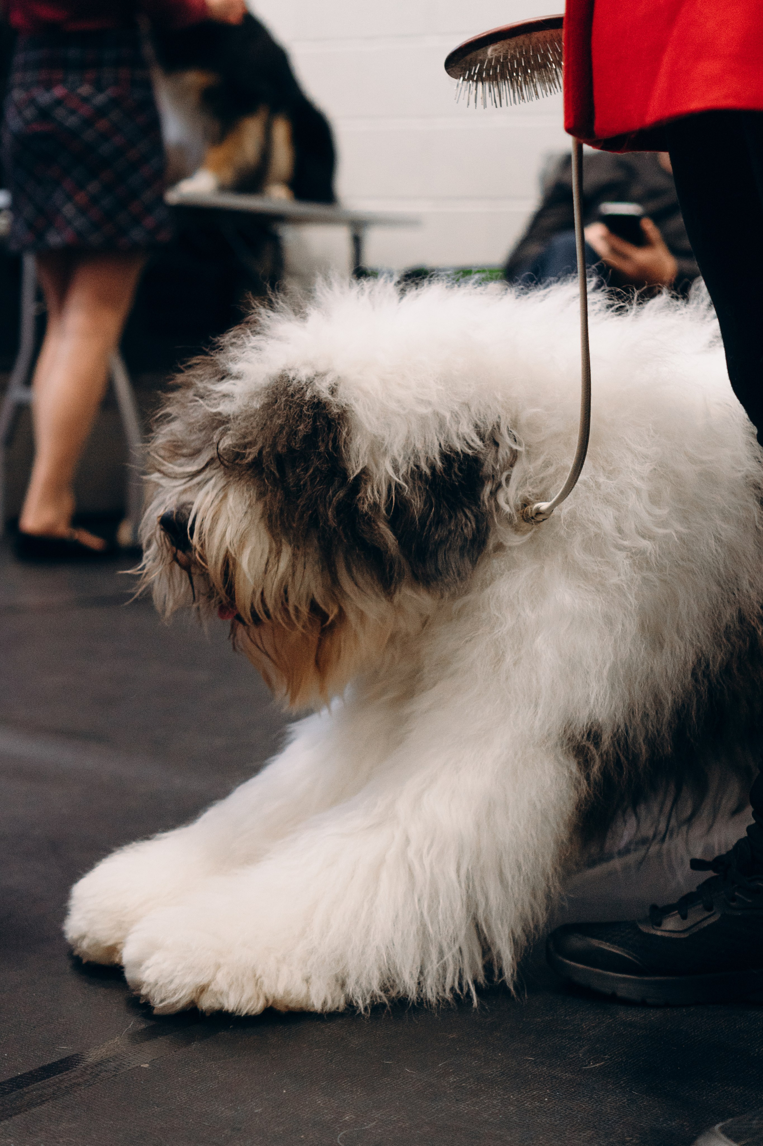 Pärnu dog weekend photo report. Kat Laisaar — Pet photographer in Tallinn