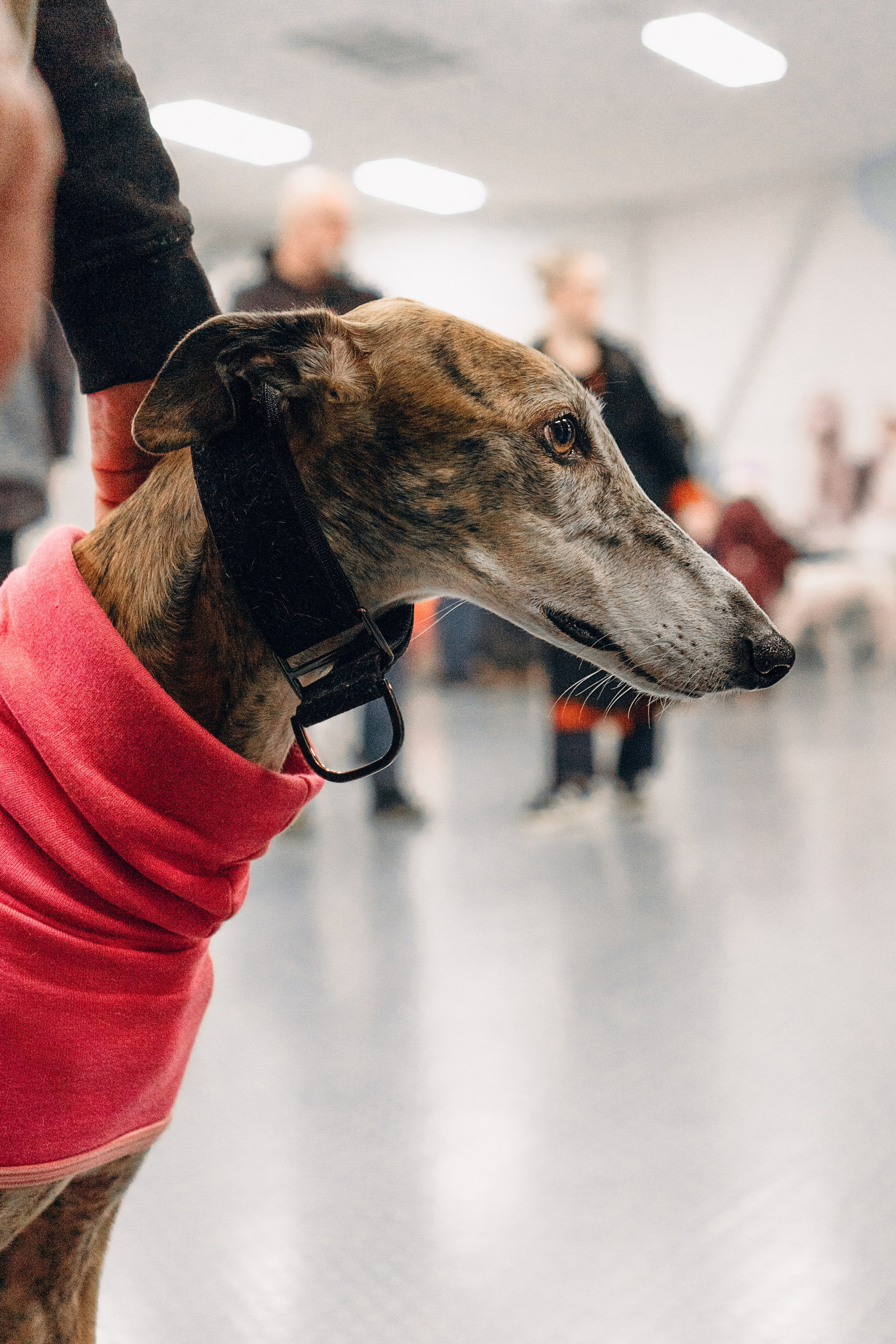 Galgotreff, 9 feb. 2025. Kat Laisaar — Pet photographer in Tallinn