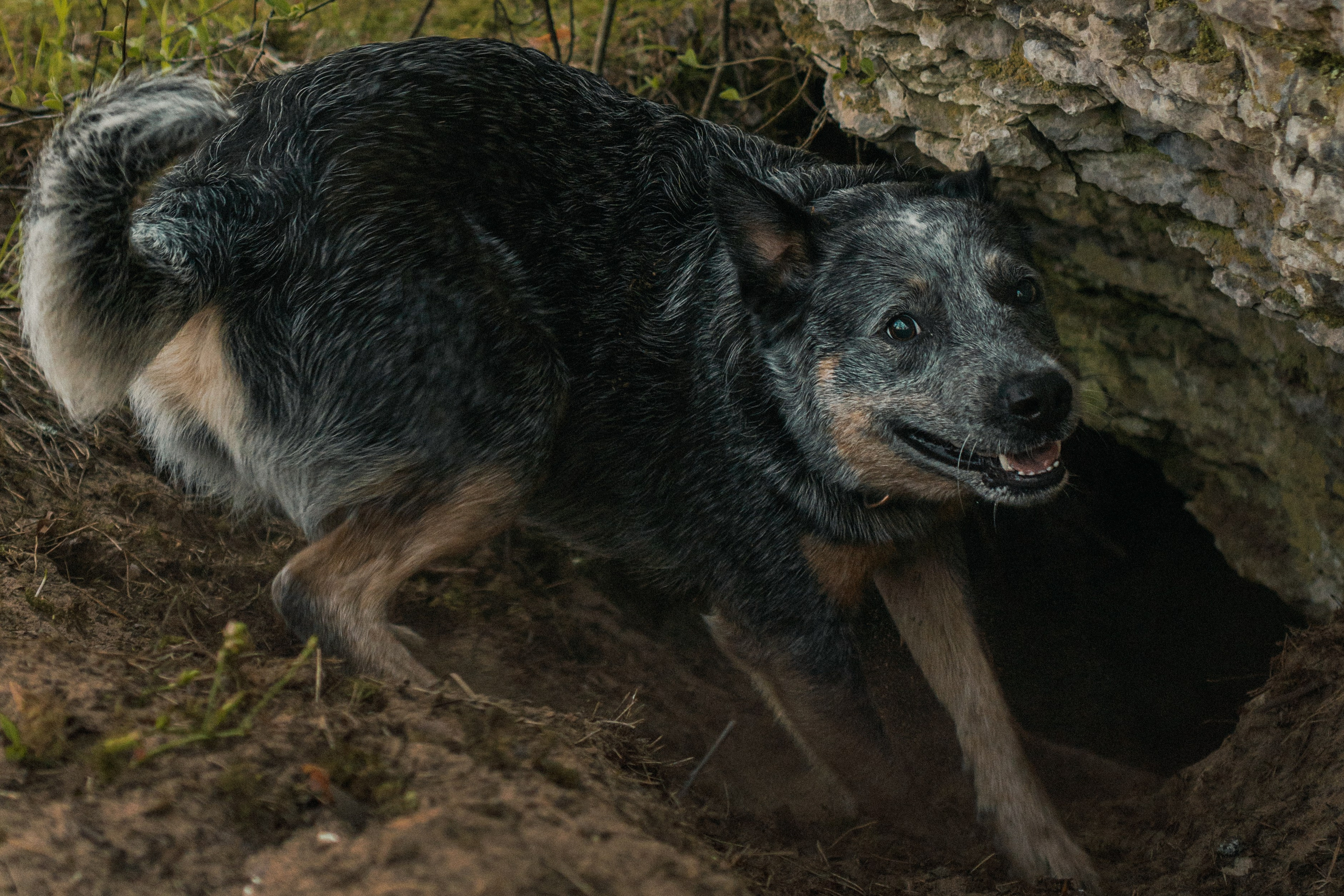 Oskar, Maria & Dmitrii. Kat Laisaar — Pet photographer in Tallinn