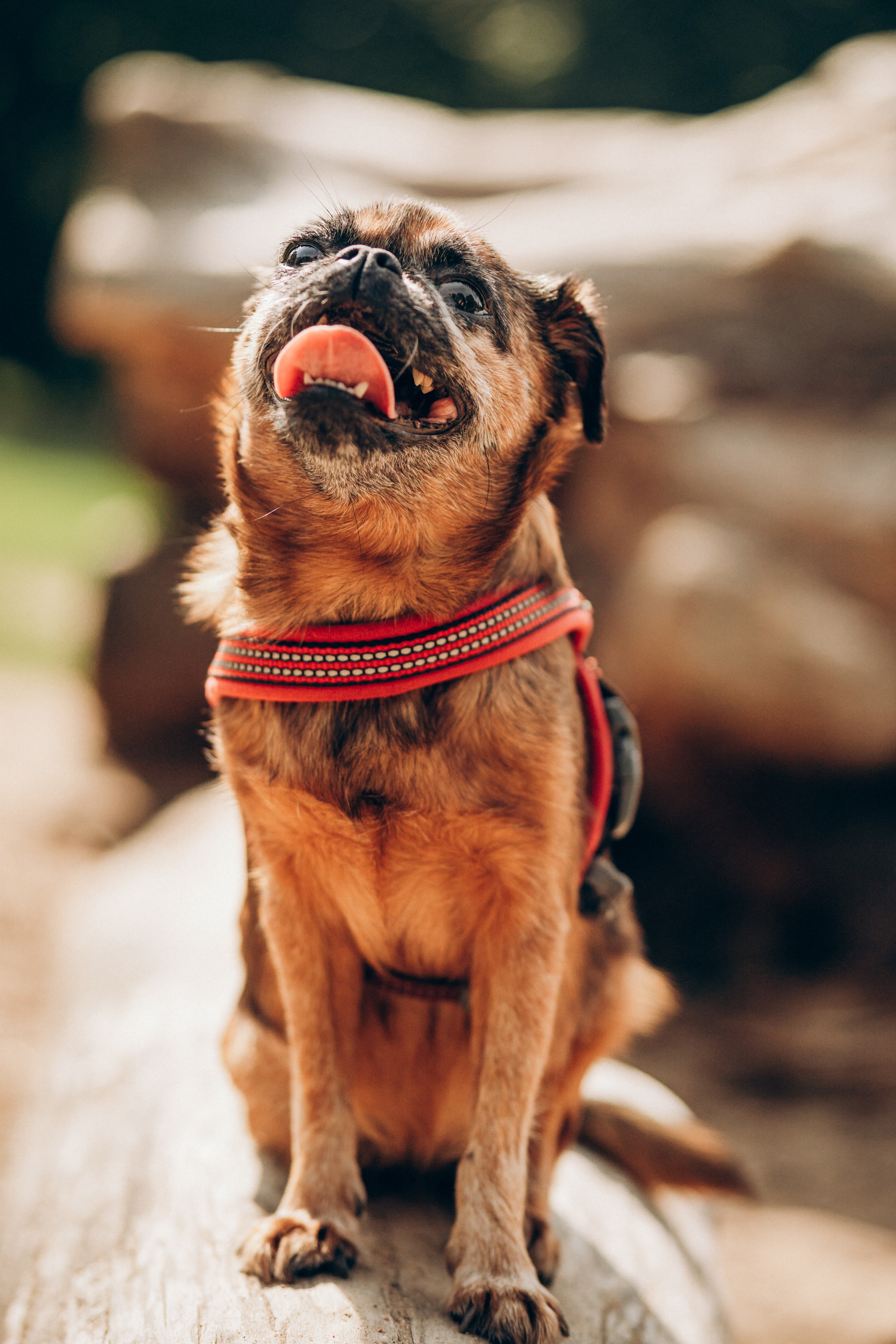 Natalia, Janik, Nusha & Betty. Фотограф-анималист в Таллинне, Катя Лайсаар