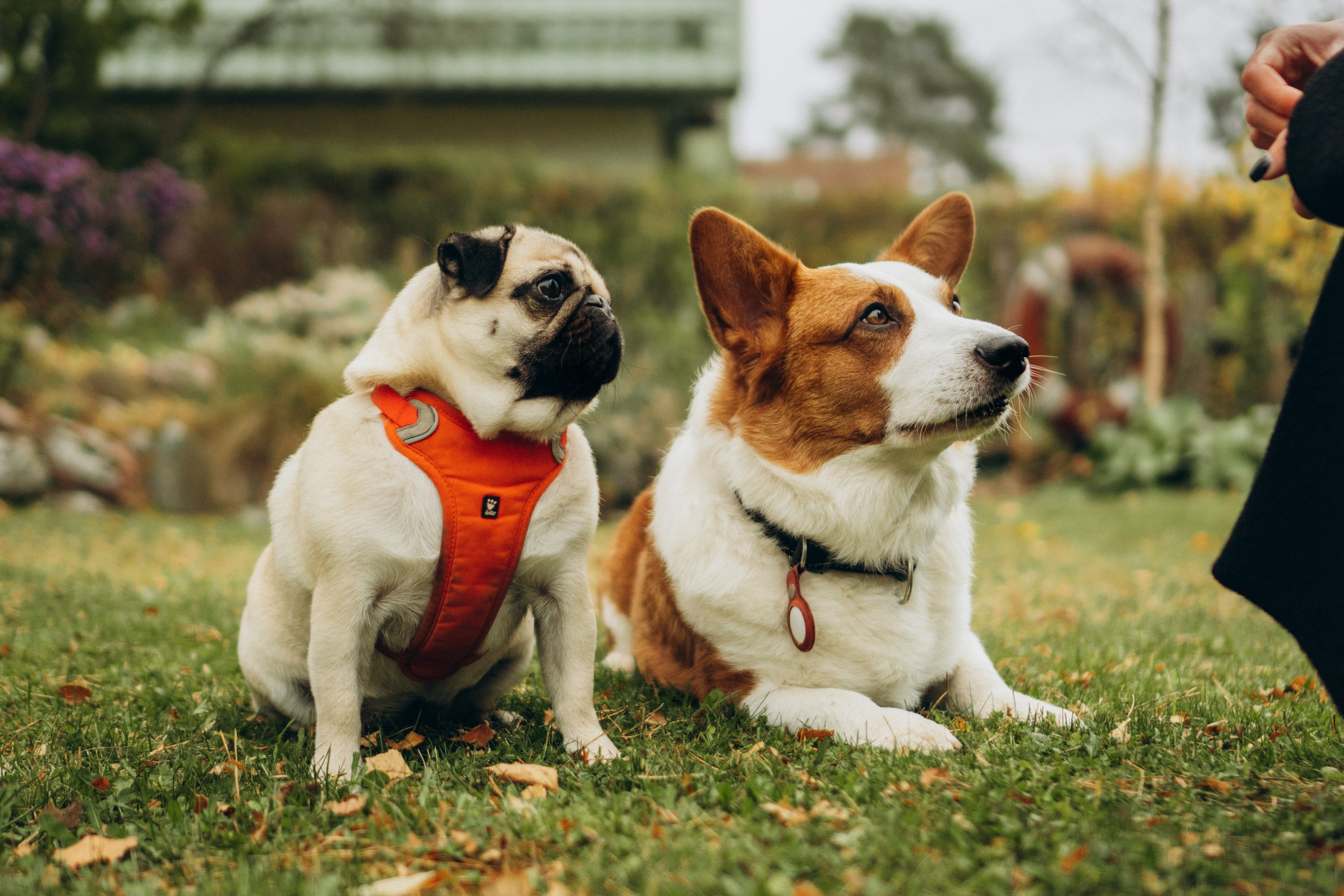Jelena and her Sandy, Pug and Katja and her Safiir, Cardigan Welsh Corgi. Kat Laisaar — Pet photographer in Tallinn
