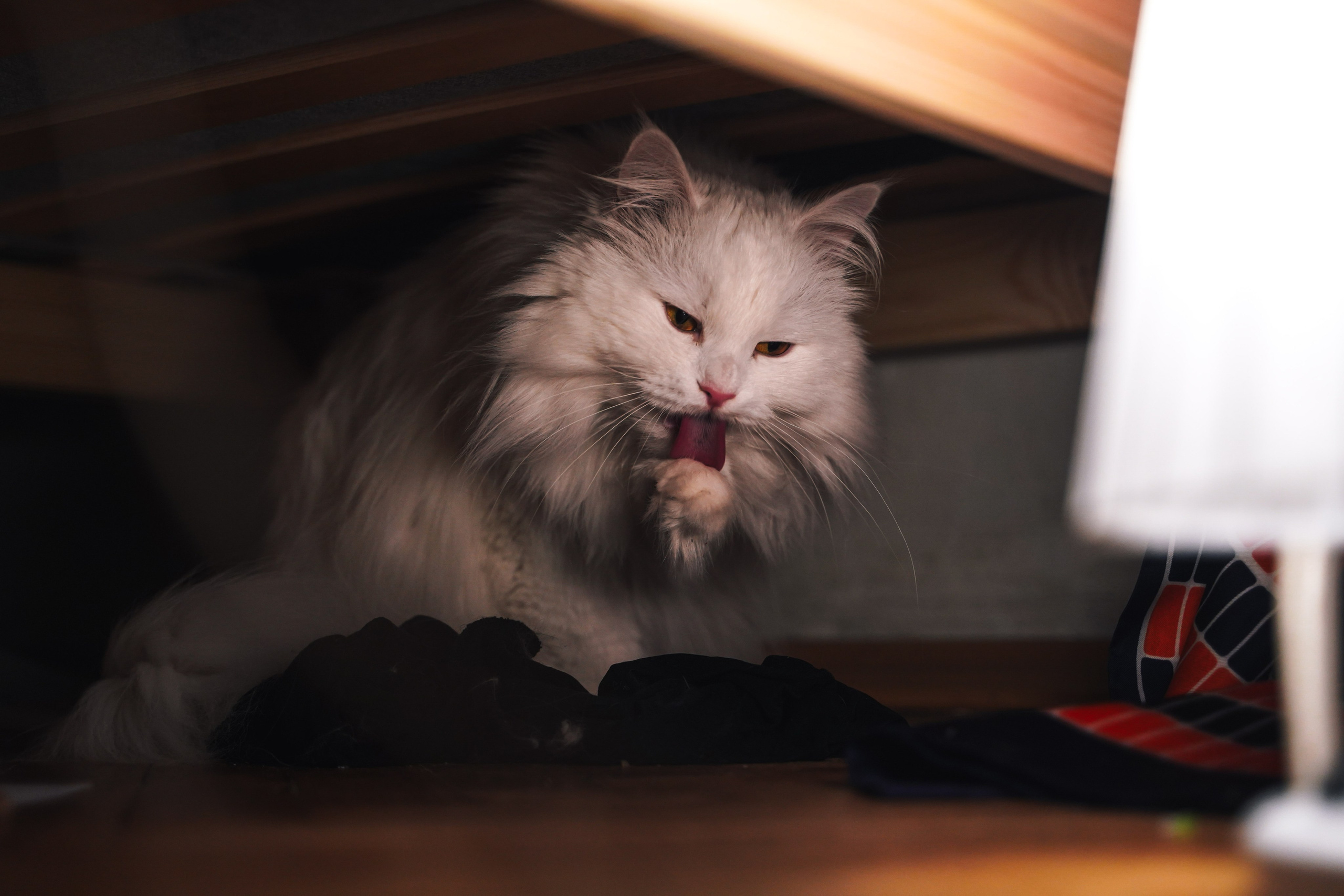 Кот шпедингера. Стрит-фотография, полная абсурда, идиотизма и красоты