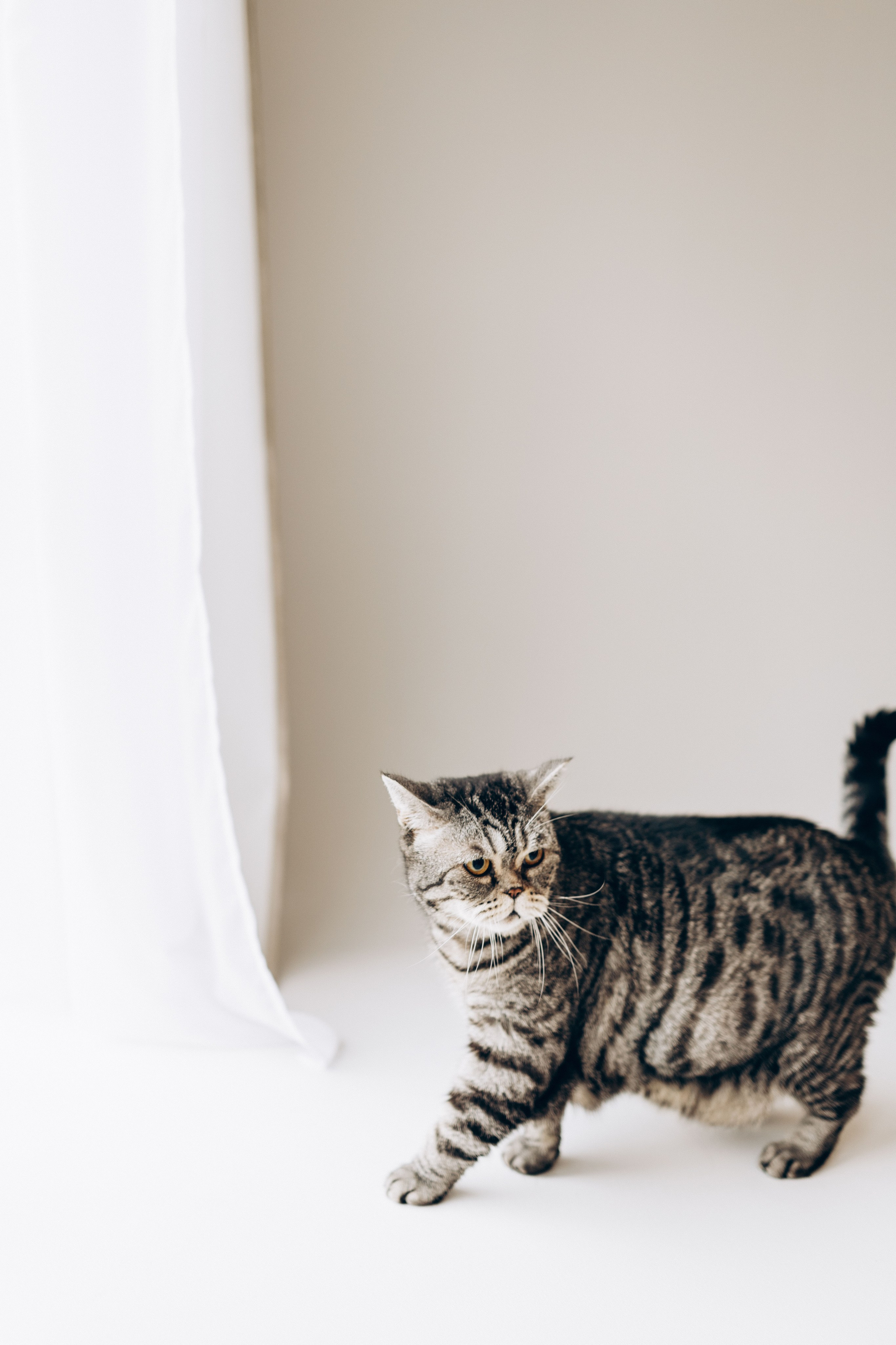 Pregnant Story. Main