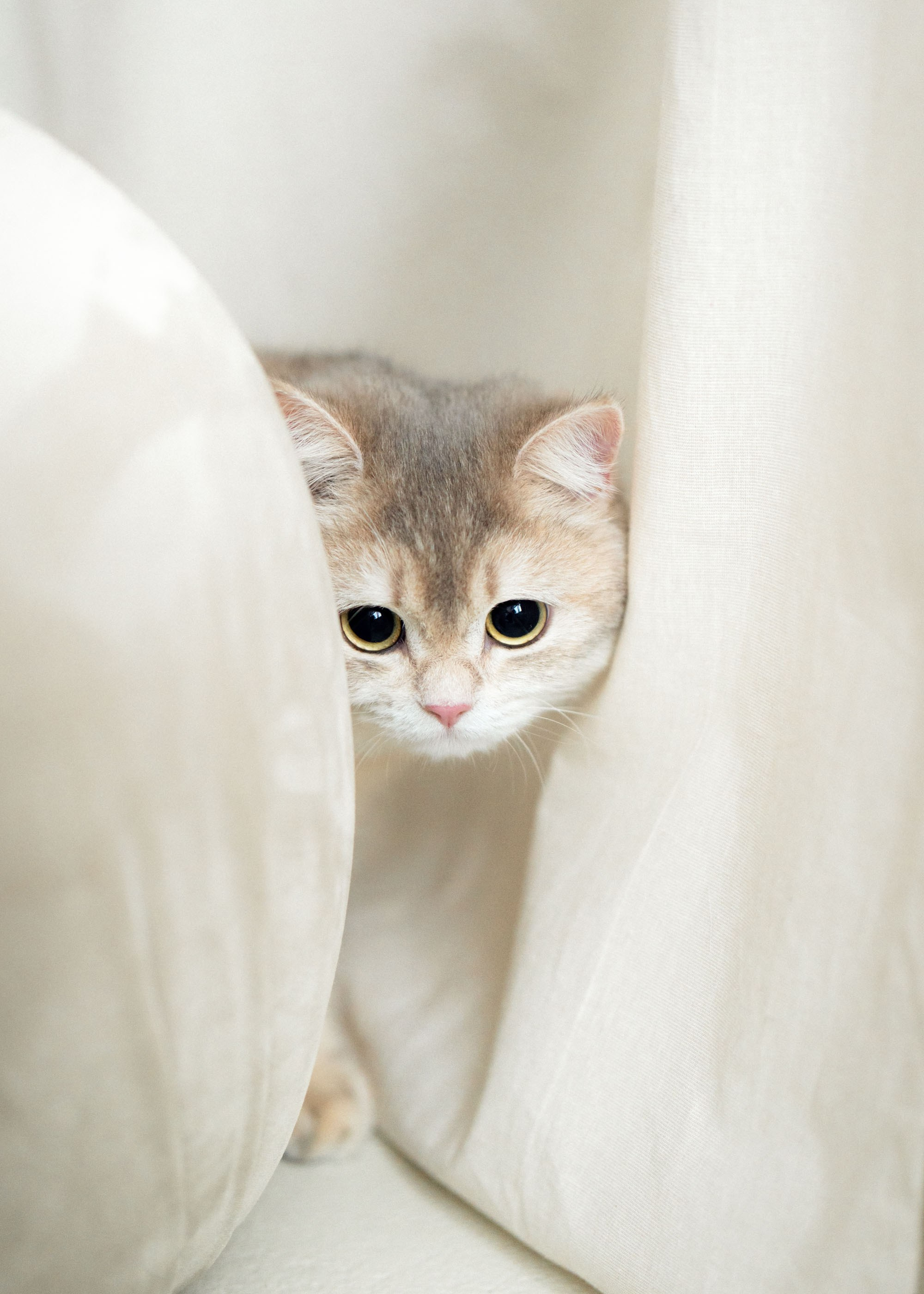 Alina, Sergej, Yumi ir Leo ✨. Vita Klimaševska ○ Fluffy Soulmate Photography