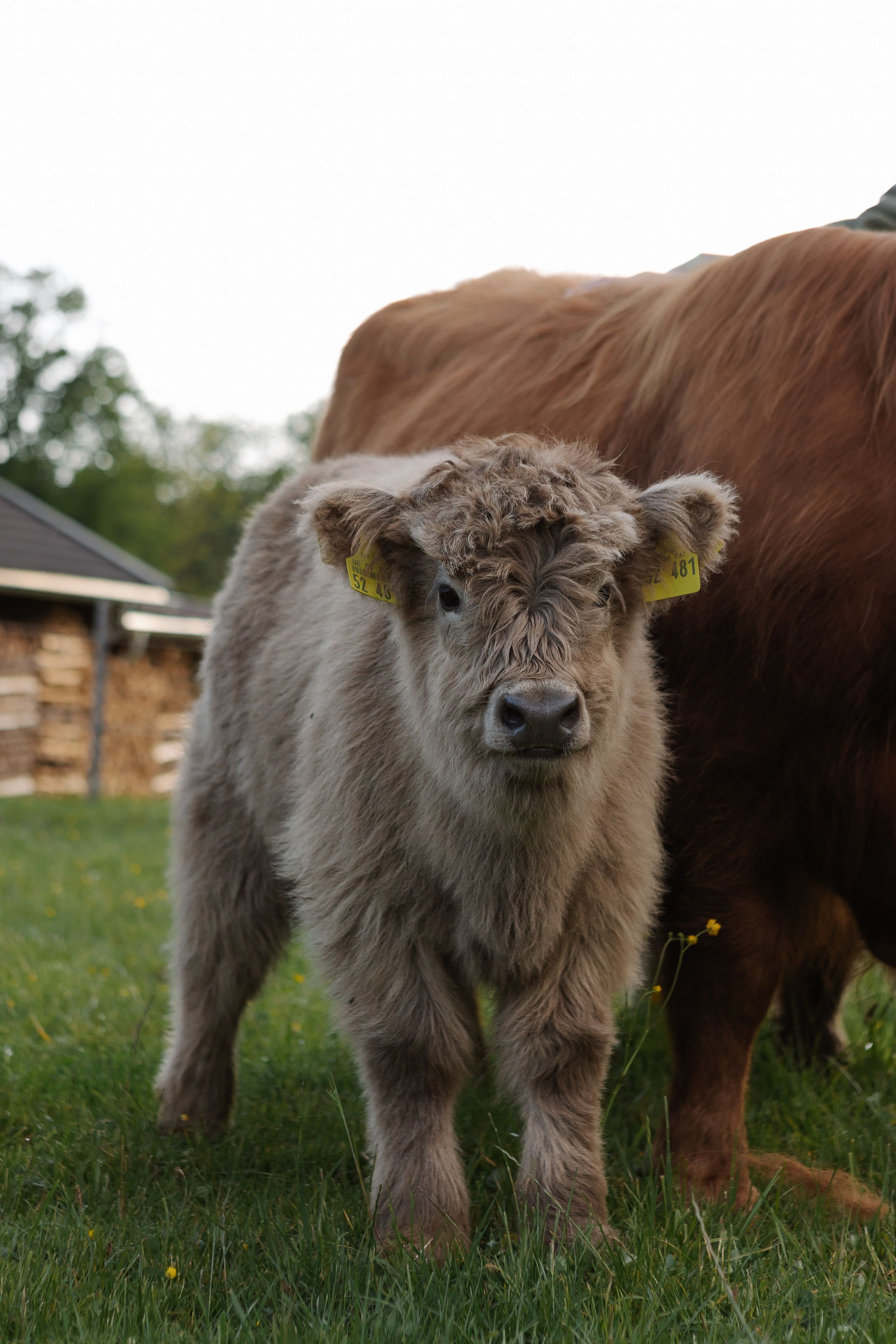 Reportage-Shooting. Fotografin Larysa Chepurko| Füssen| Garmisch-Partenkirchen| Weilheim| Schongau| Murnau| München | Hochzeitsfotograf Füssen | Larysa Photo