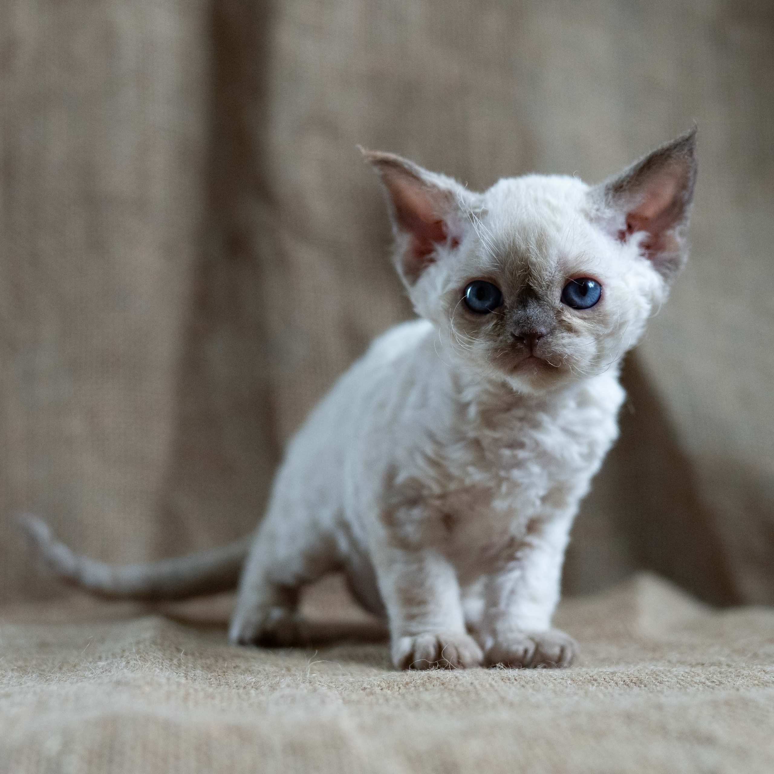 Luna, girl, born 12.20.2025. Devon Rex Pixie Cattery