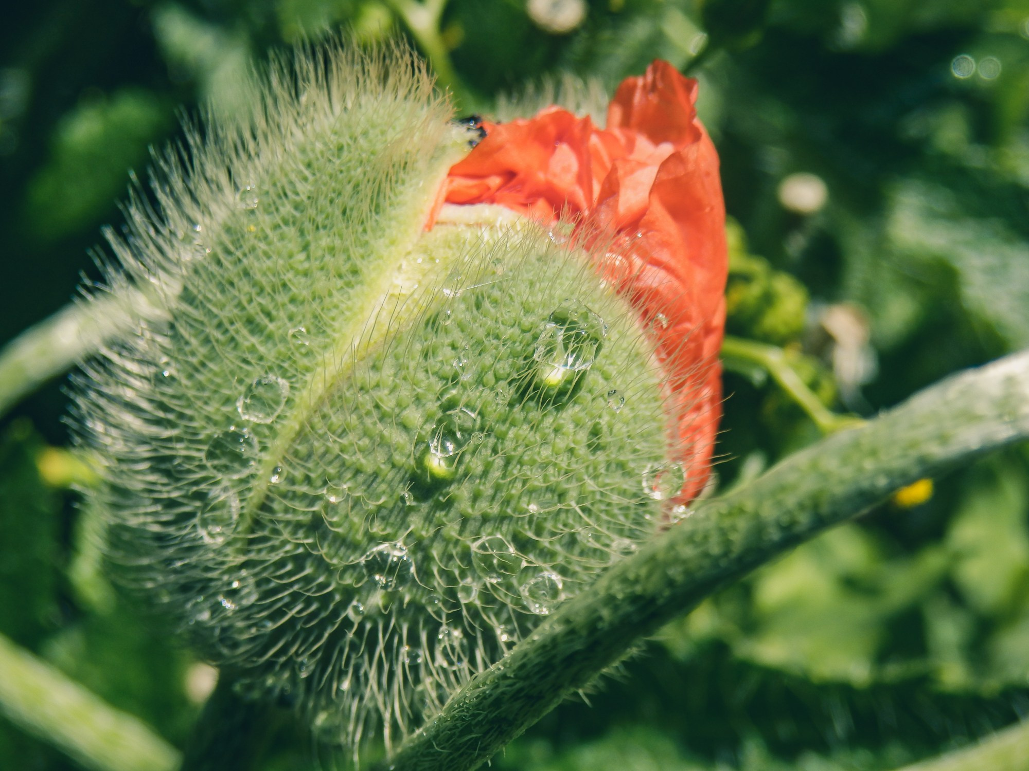 Peisaj /natura. Daniel Criste Fotograf