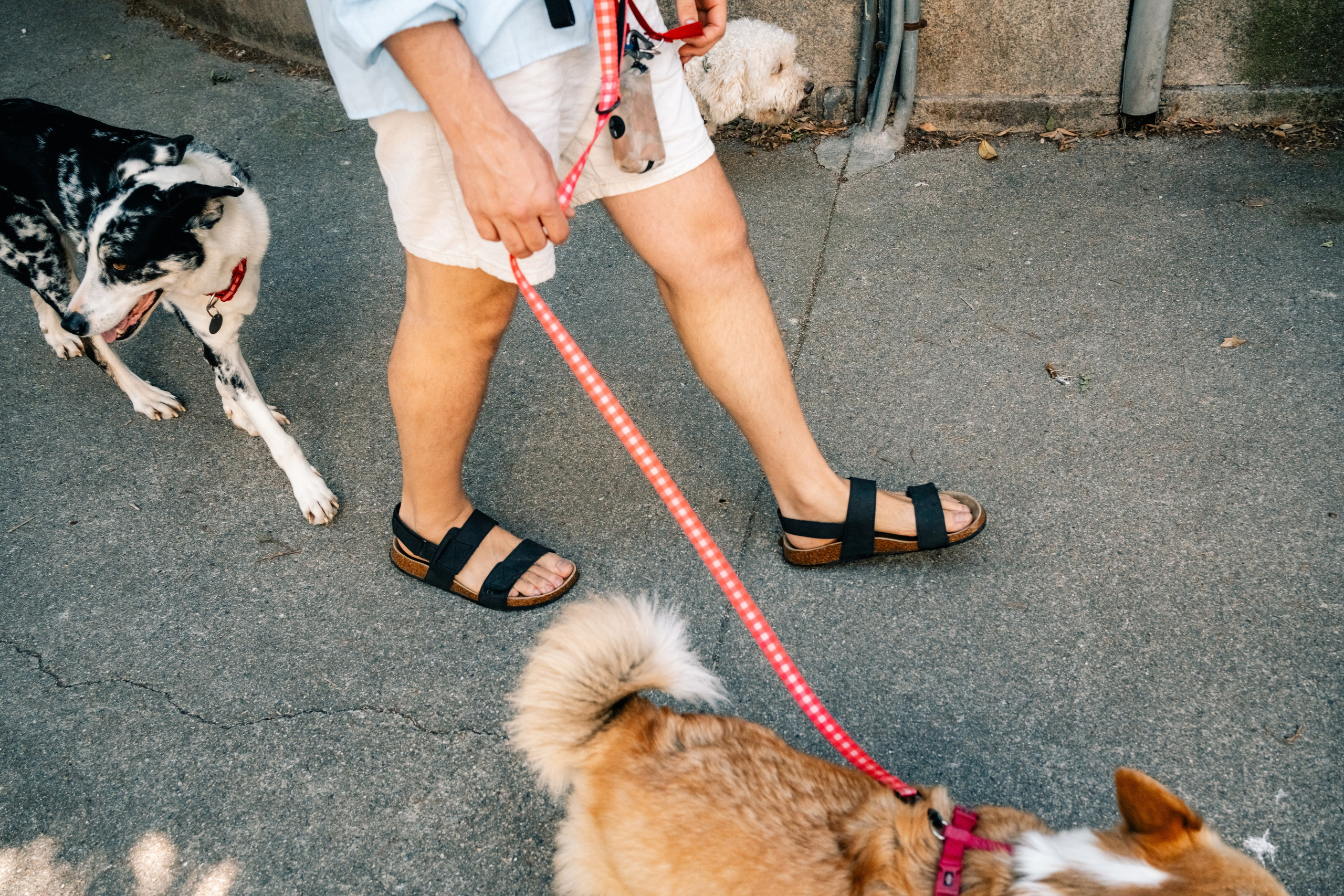 Yana & Pedro & Doggos. Maria Sher. Professional photographer from Porto, Portugal