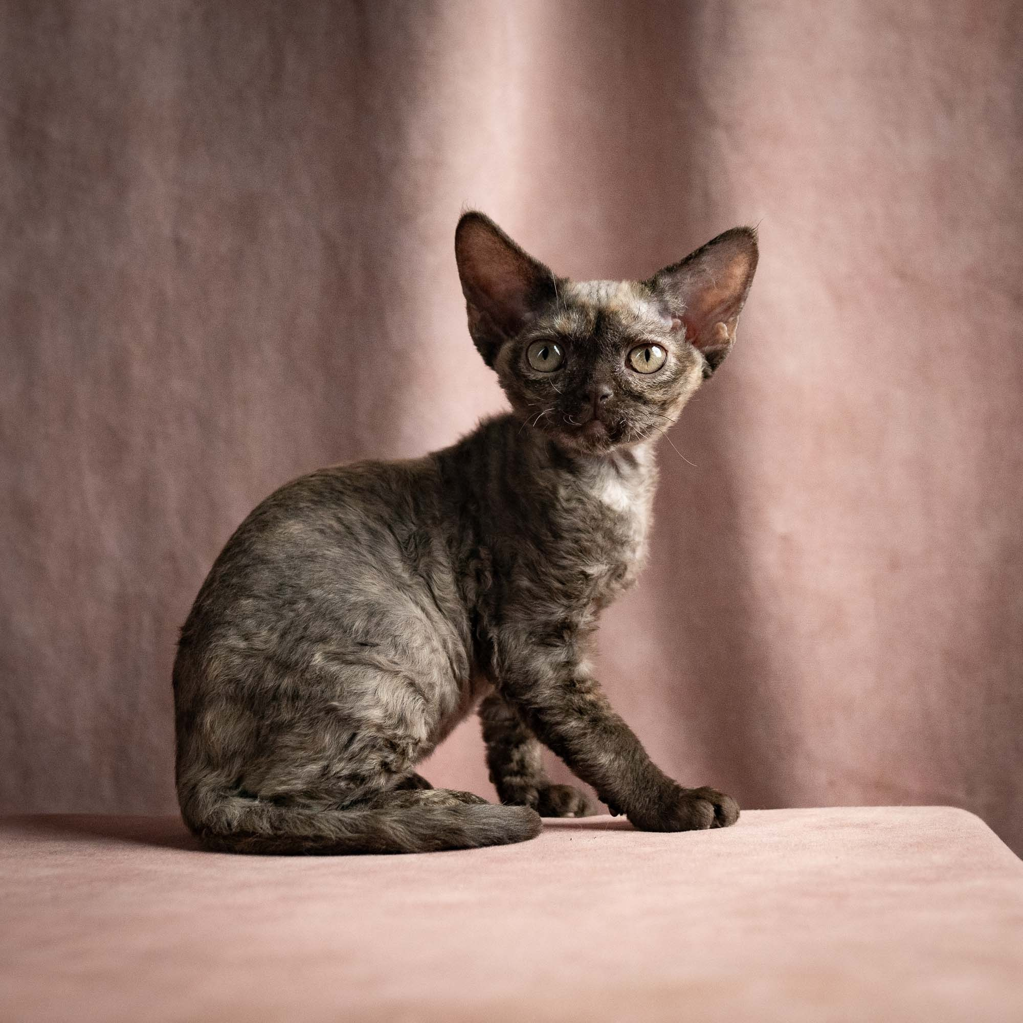 Olivia, girl, born 02.08.26. Devon Rex Pixie Cattery