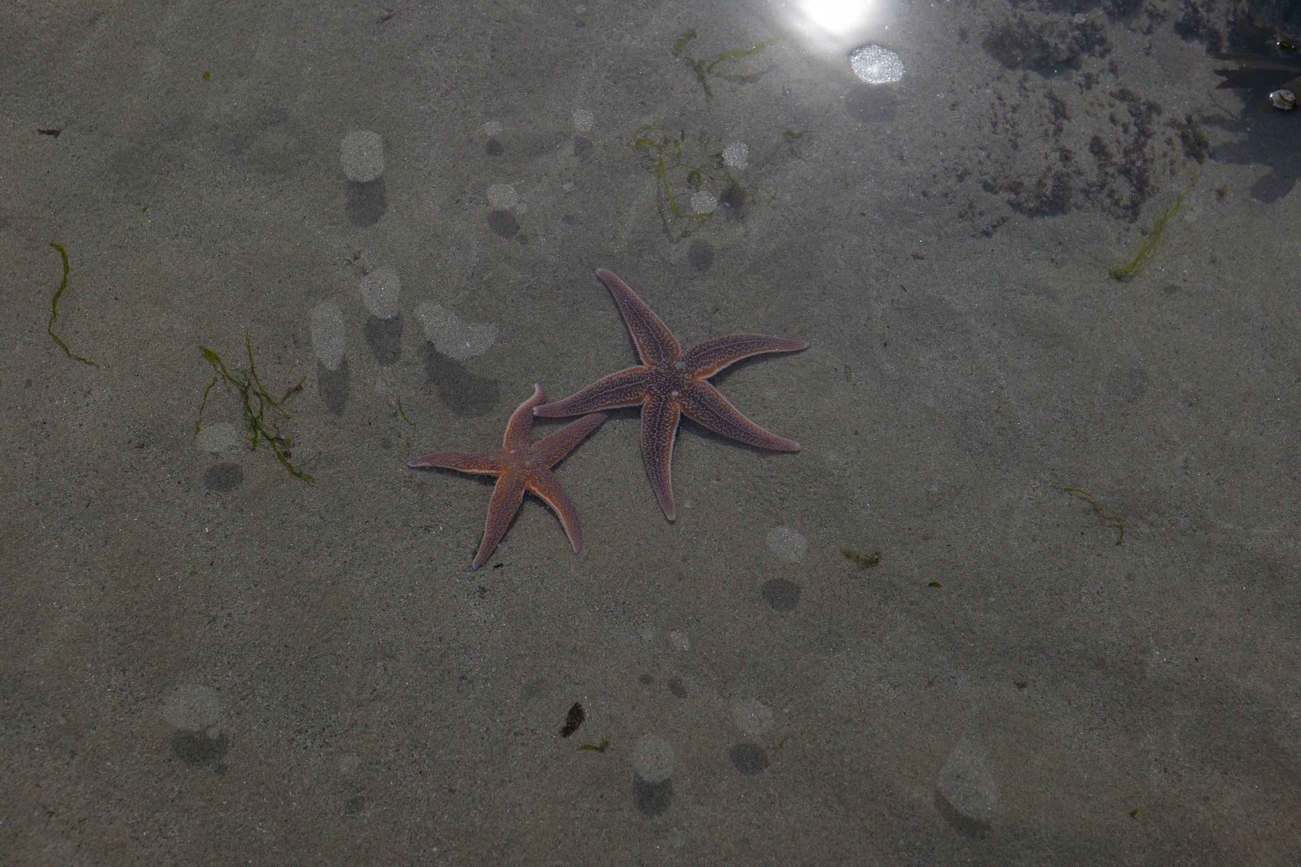 Mer. Portrais créatifs de familles et individuels, Ile et Vilaine, France
