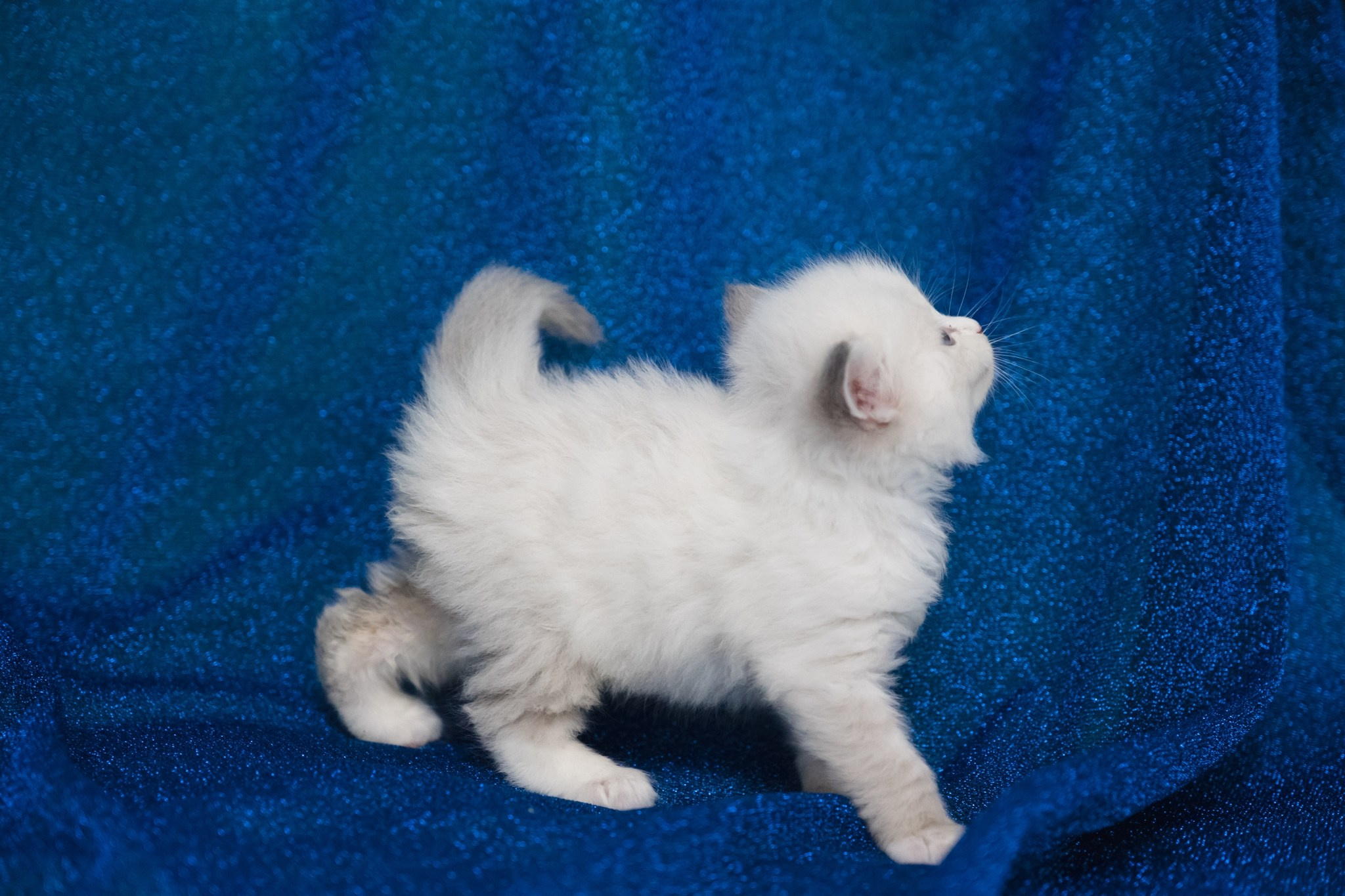N-Antares. SIBERIALIS: Katzenzucht von Sibirischen und Neva Masquarade Katzen