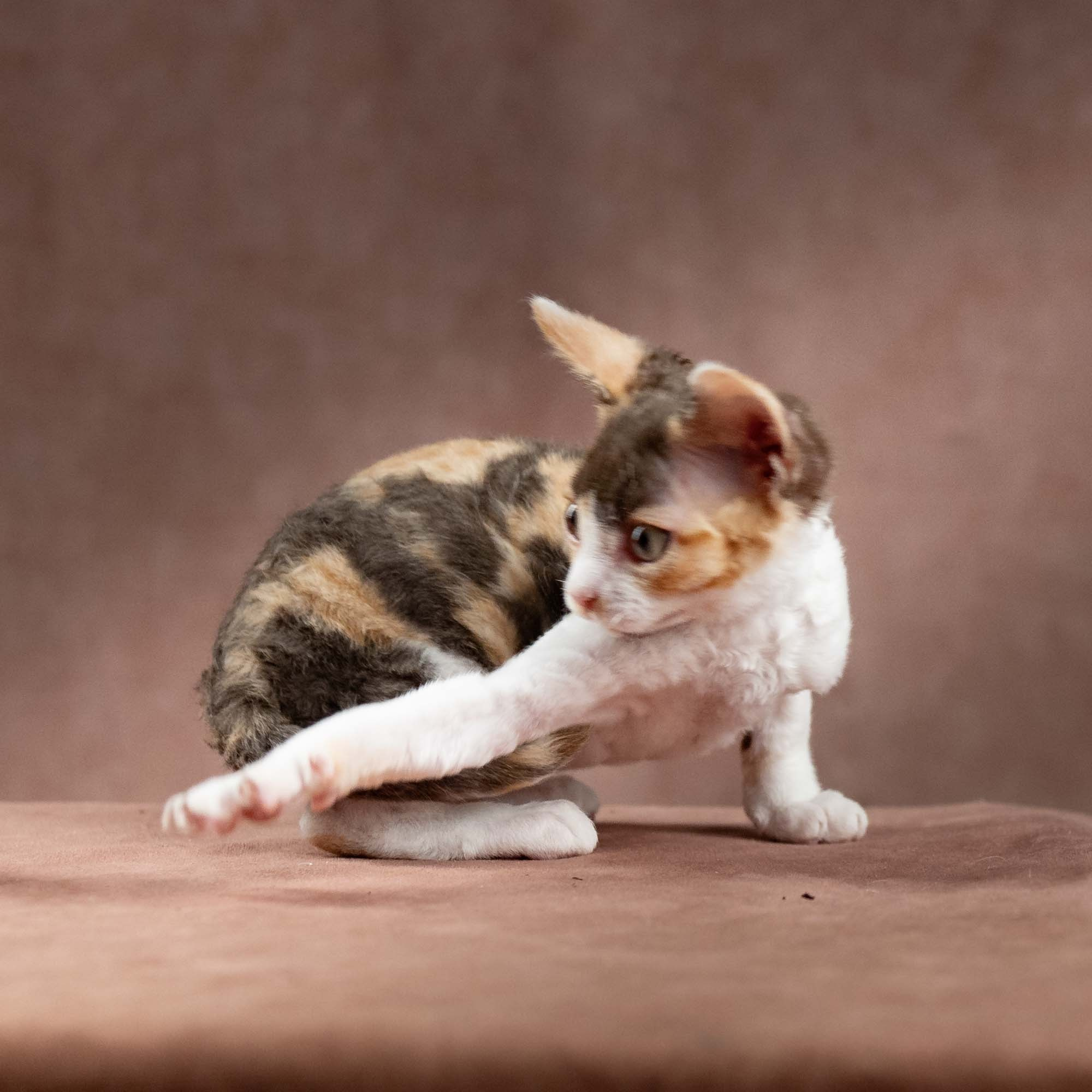 Dixie, girl, born on 06.06.24 SOLD. Devon Rex Pixie Cattery