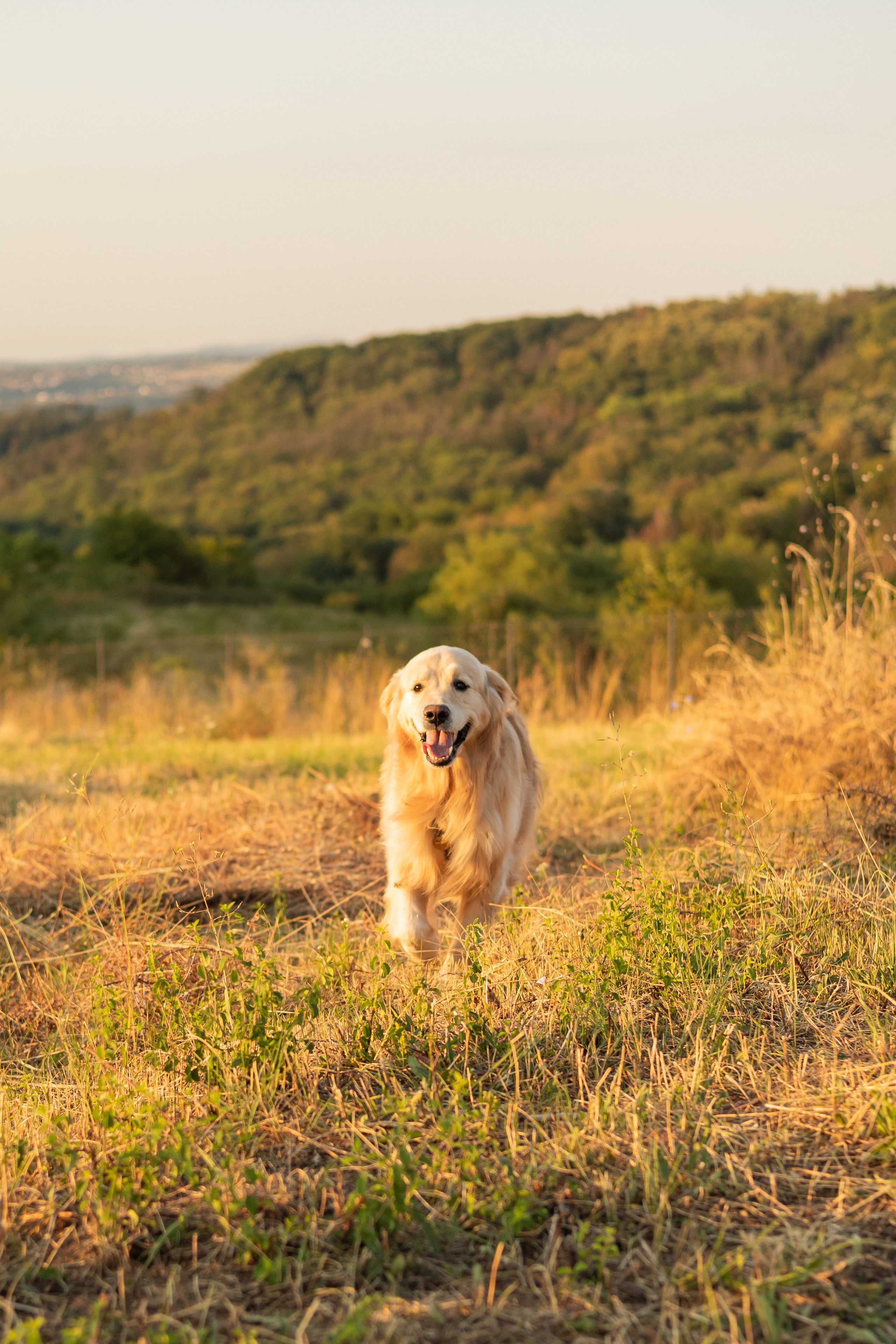 Антон и Плюша. Фотограф-анималист | Белград