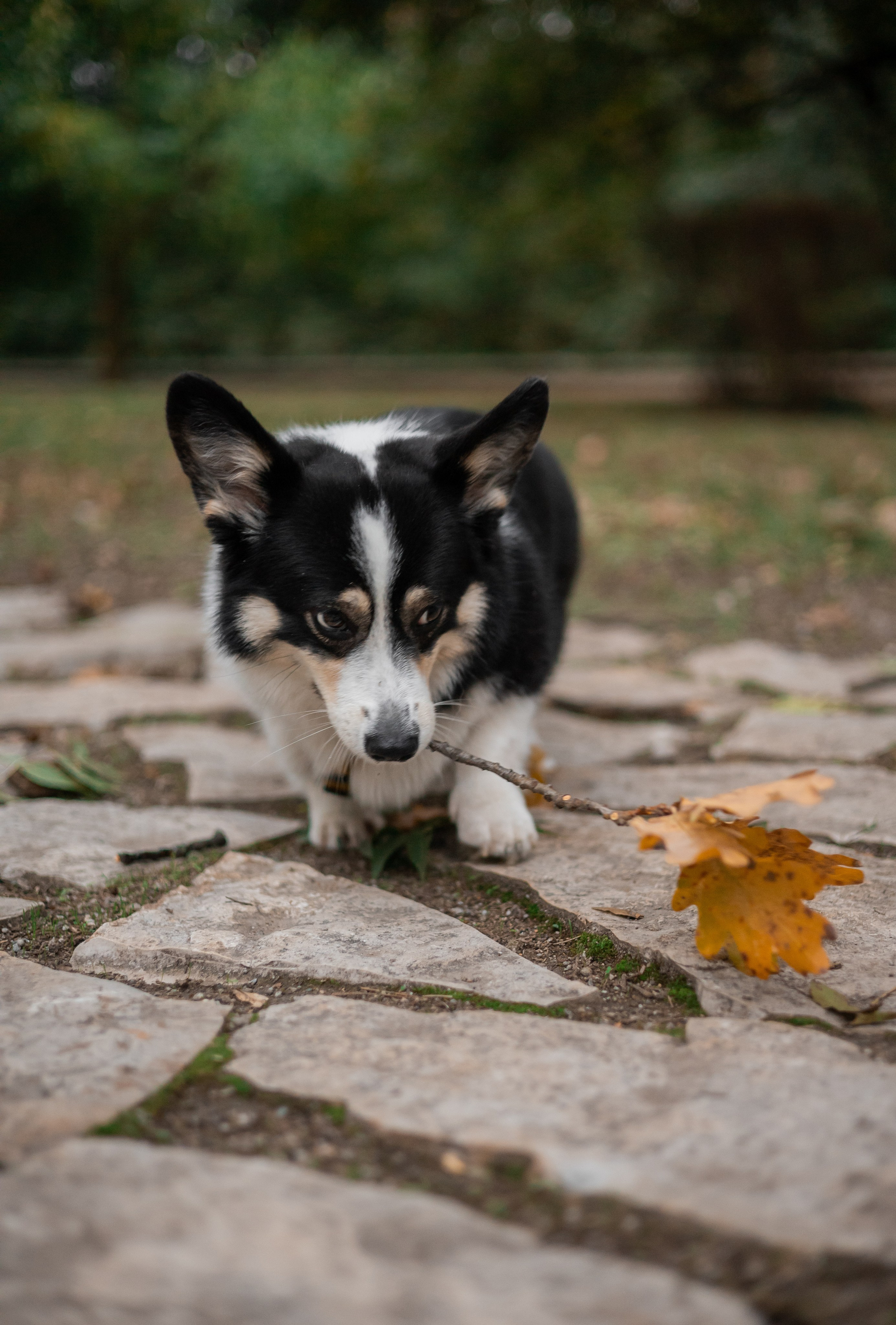Даня, Аня и Плюша. Фотограф-анималист | Белград
