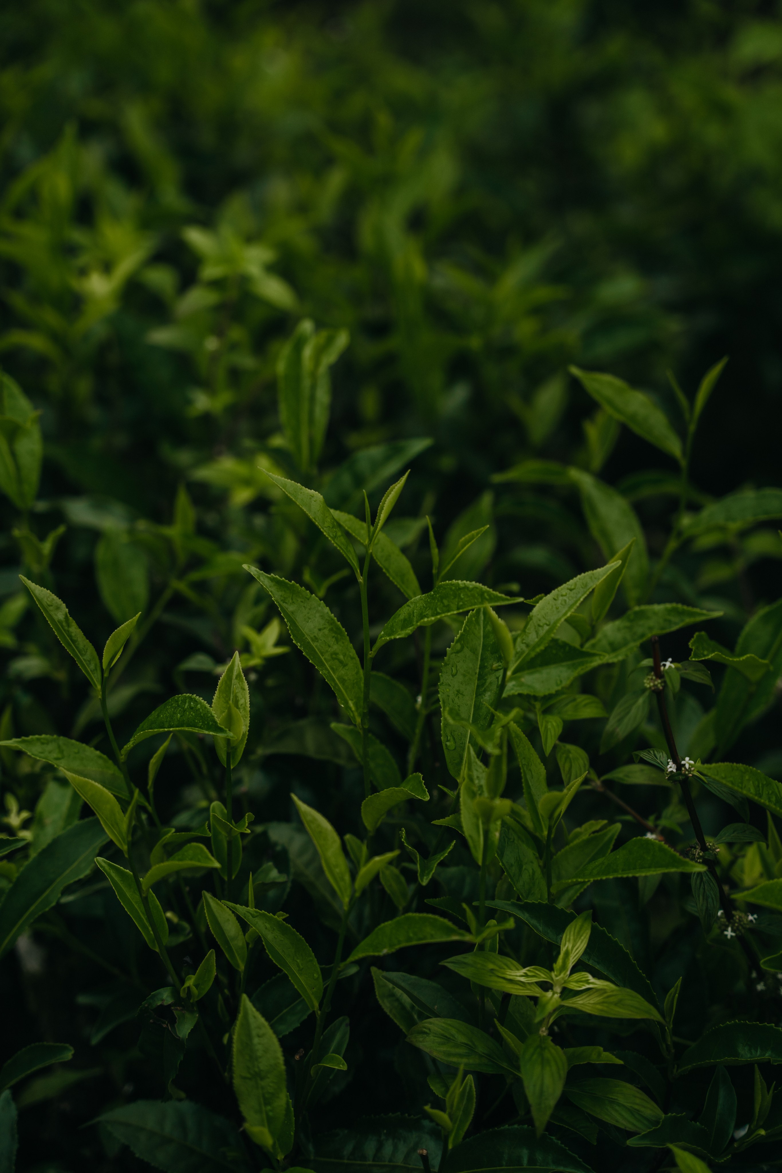 Relais & Châteaux, Tea Trails, Sri Lanka. Editorial photographer Yuliya Drazdovich