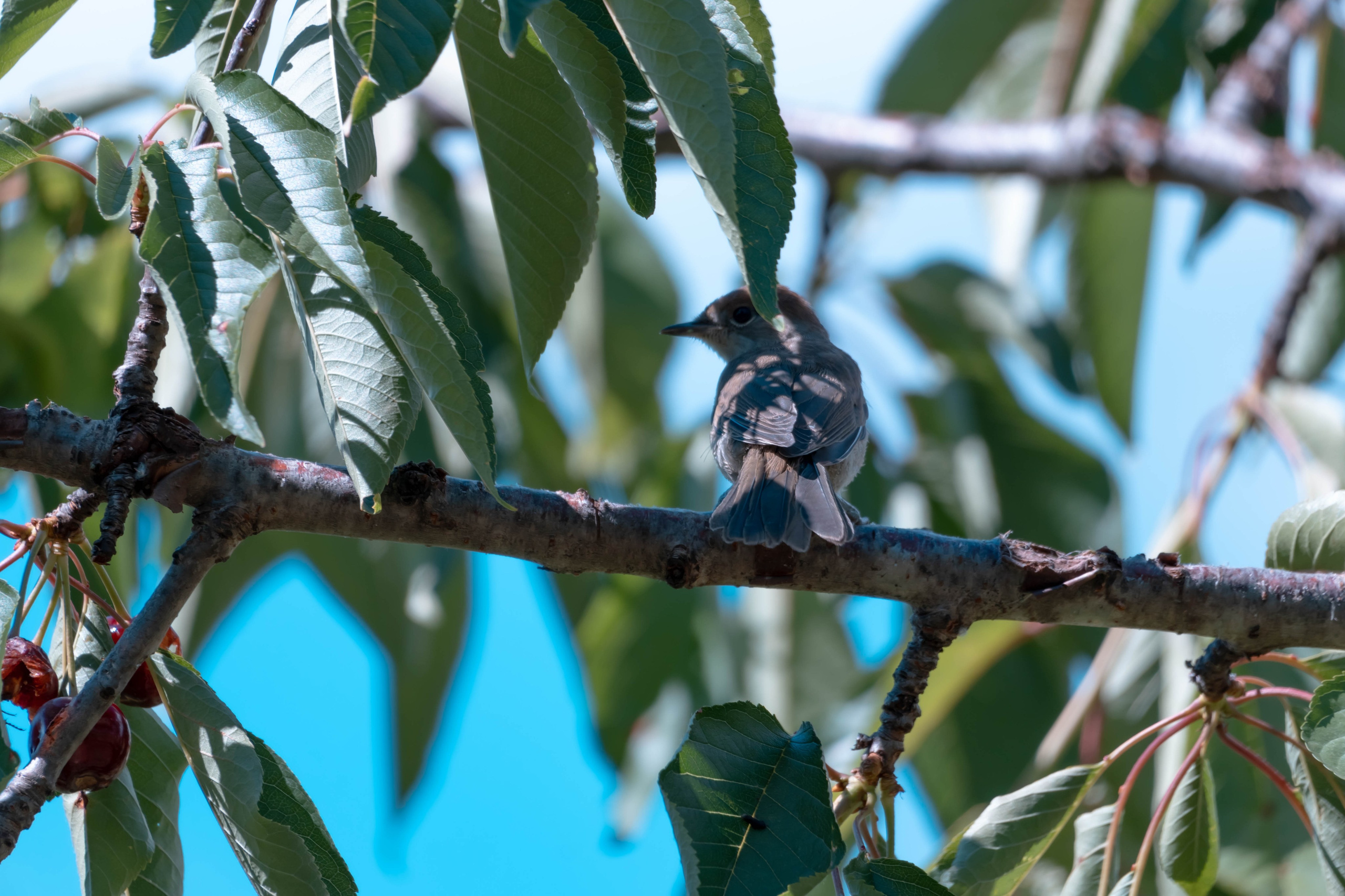 Bocetos. Alba del Norte Studio