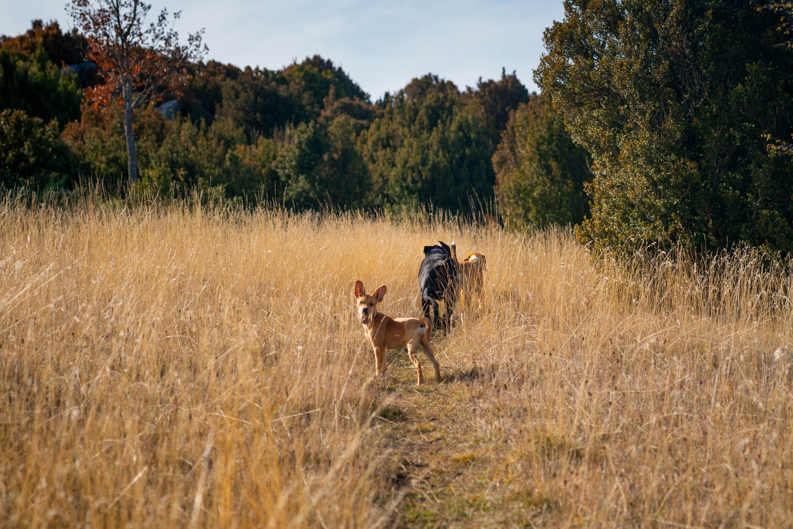 Ruta Otoño. Alba del Norte Studio