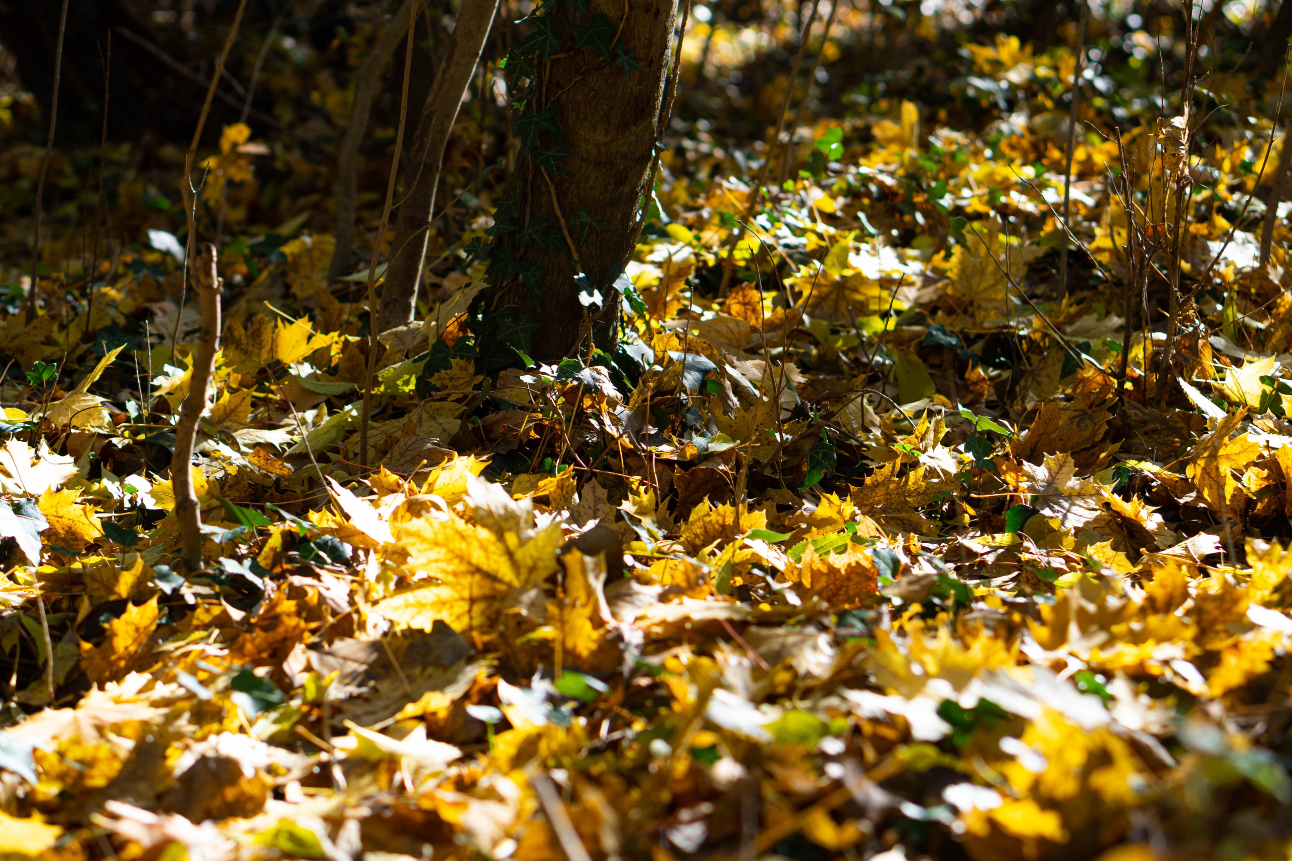 Bocetos. Alba del Norte Studio