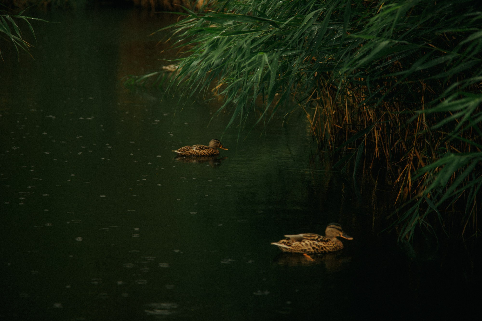 Wet shooting. Photo by lenozavra