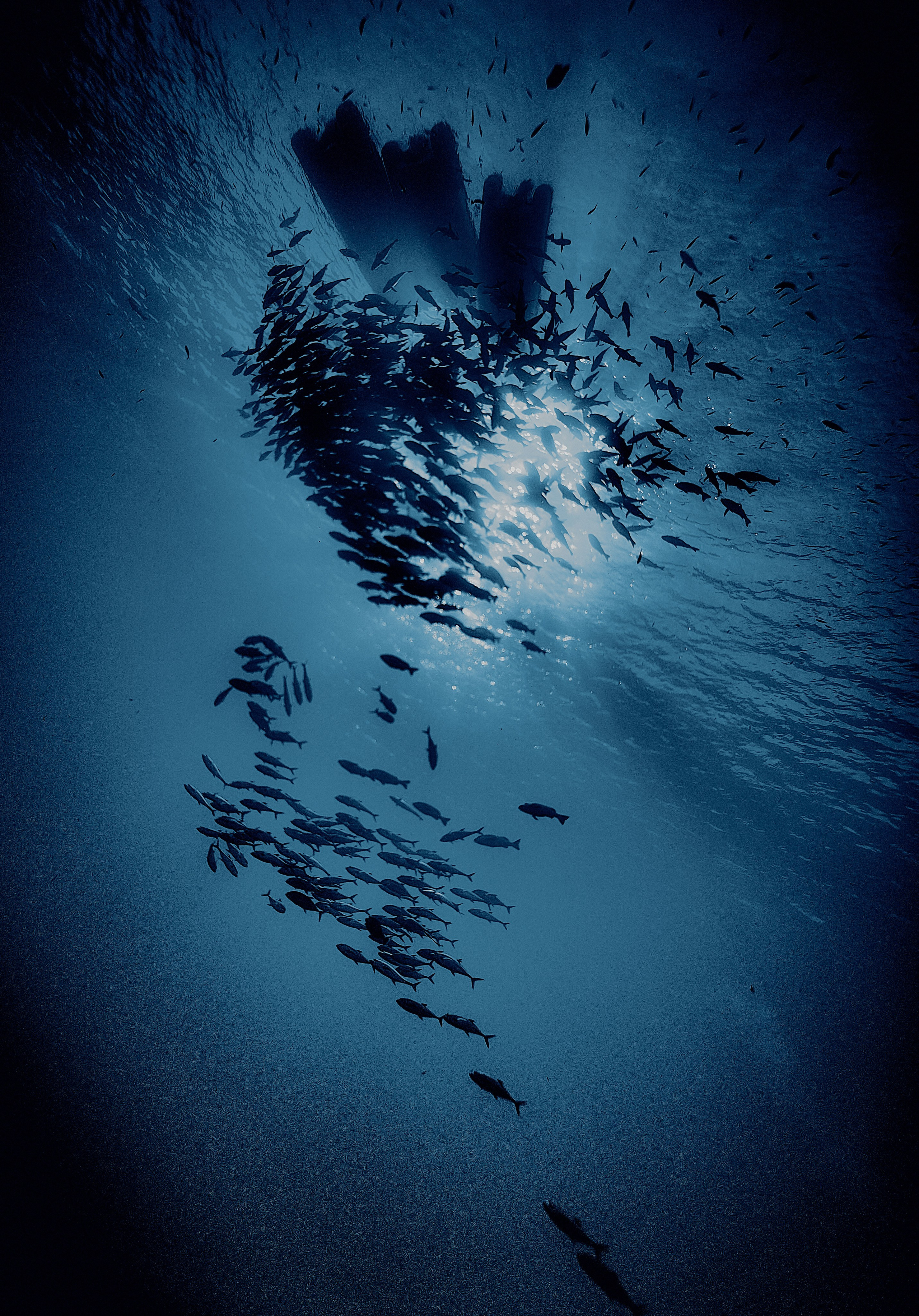 Mieszkańcy mórz. Andriej Szypilow — Photography & Videography